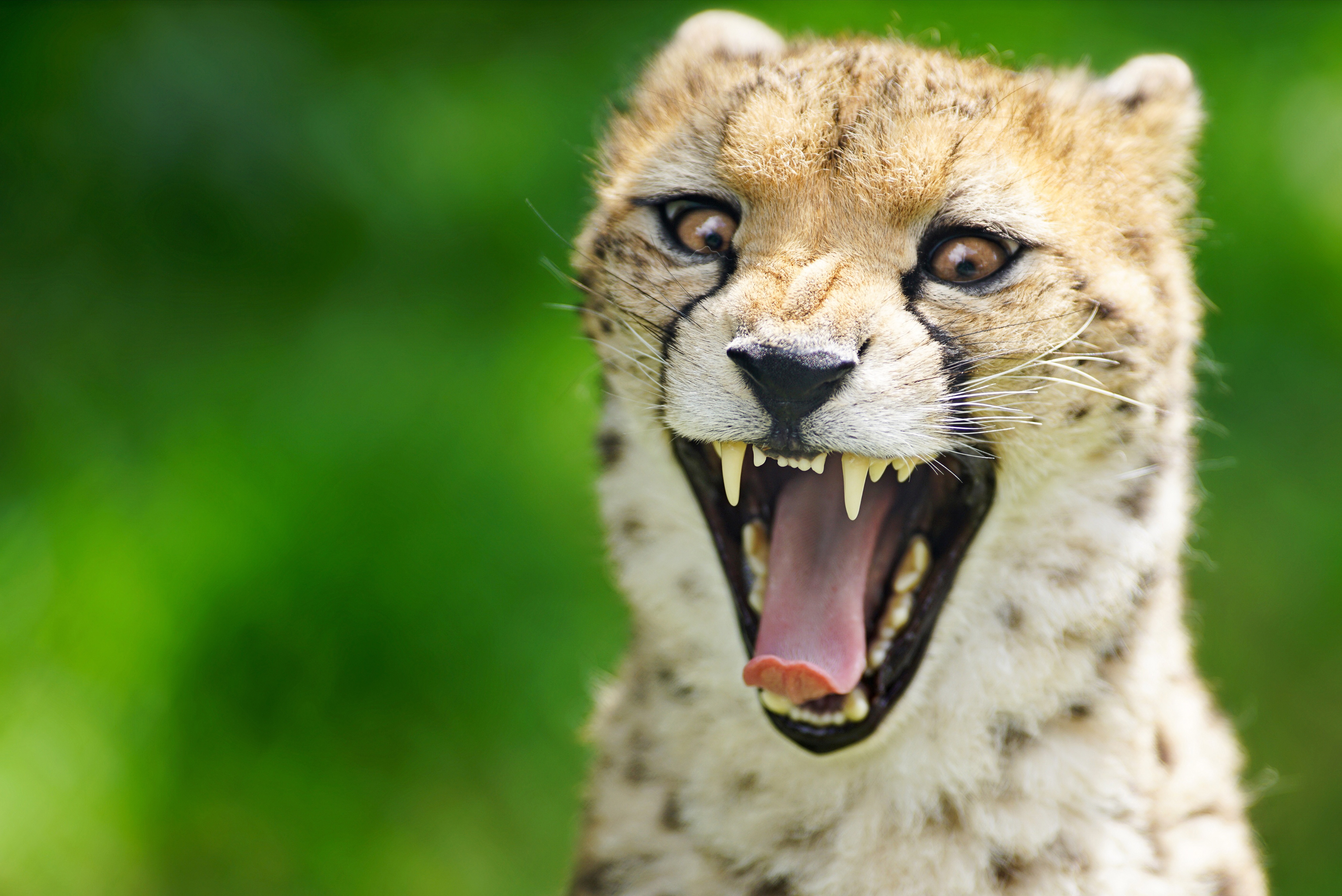 Обои морда, фон, зубы, язык, пасть, гепард, дикая кошка, face, background, teeth, language, mouth, cheetah, wild cat разрешение 4500x3004 Загрузить