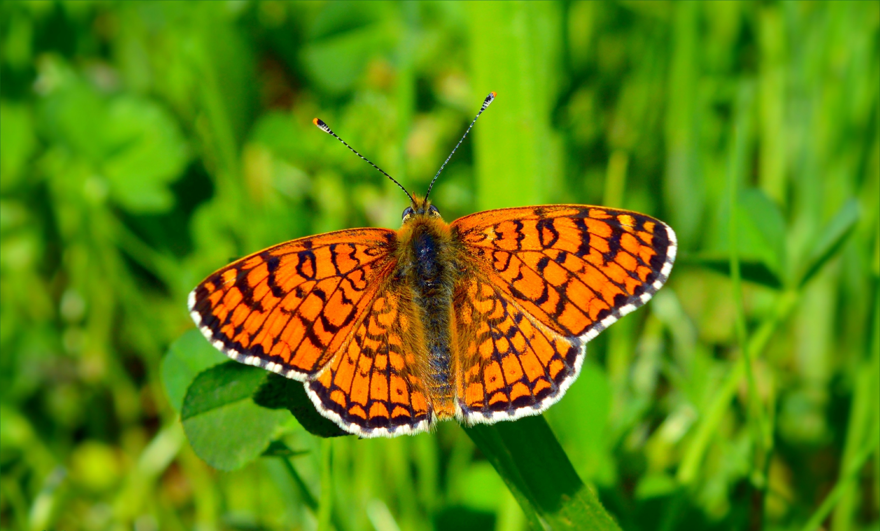 Обои трава, насекомое, бабочка, крылья, размытость, grass, insect, butterfly, wings, blur разрешение 3017x1822 Загрузить