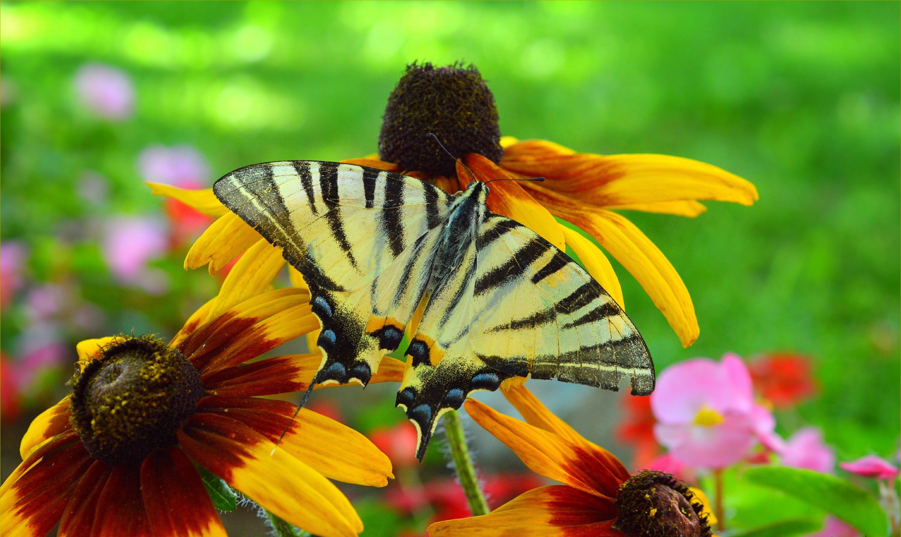 Обои цветы, насекомое, бабочка, крылья, рудбекия, flowers, insect, butterfly, wings, rudbeckia разрешение 3002x1791 Загрузить