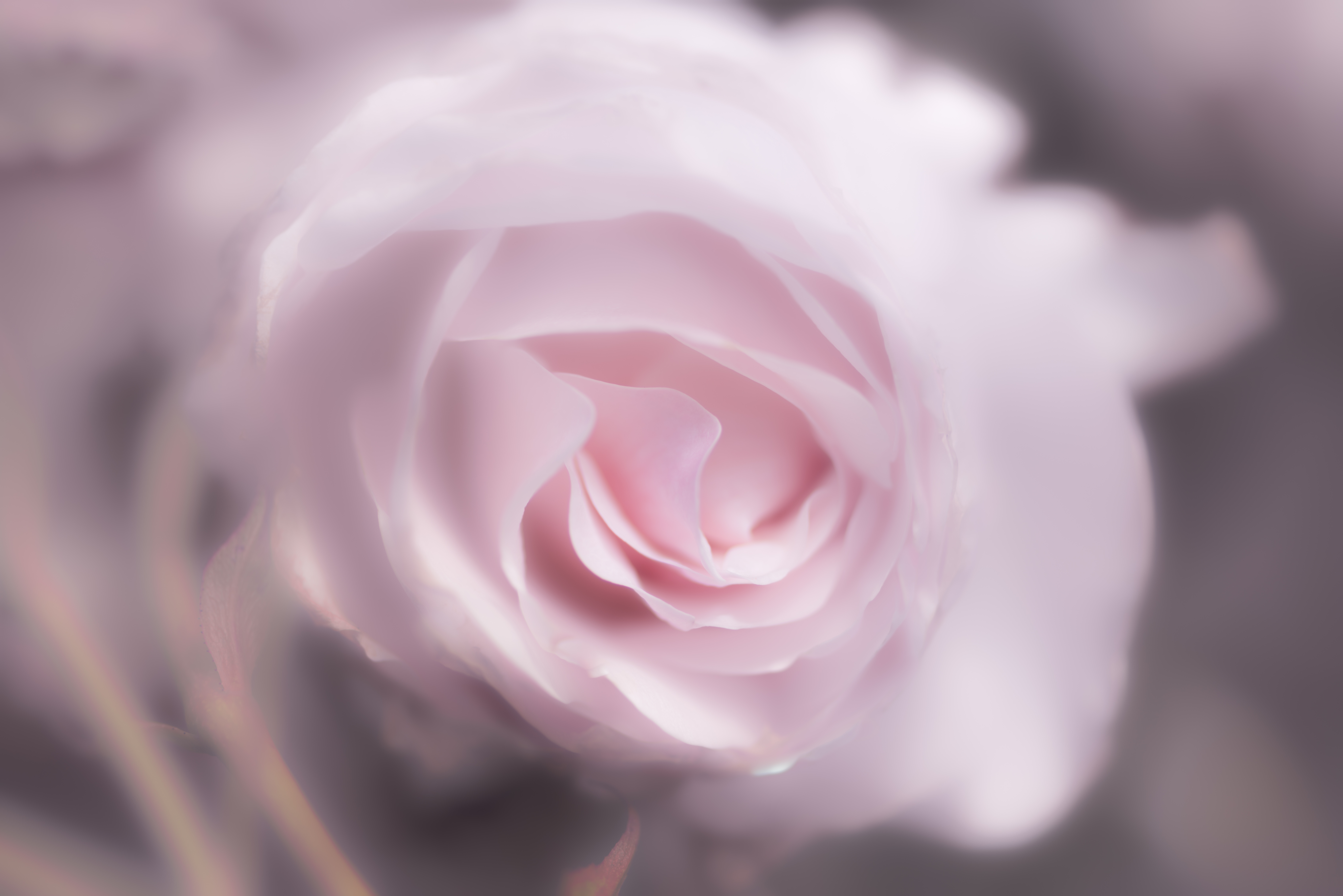 Обои цветок, роза, лепестки, 60, пинк, flower, rose, petals, pink разрешение 7360x4912 Загрузить