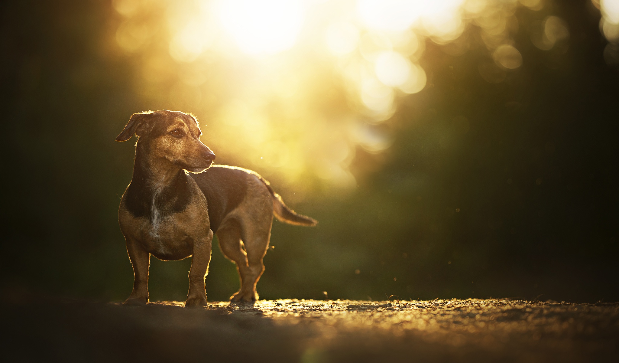 Обои дорога, закат солнца, блики, такса, собачка, боке, road, sunset, glare, dachshund, dog, bokeh разрешение 2048x1200 Загрузить