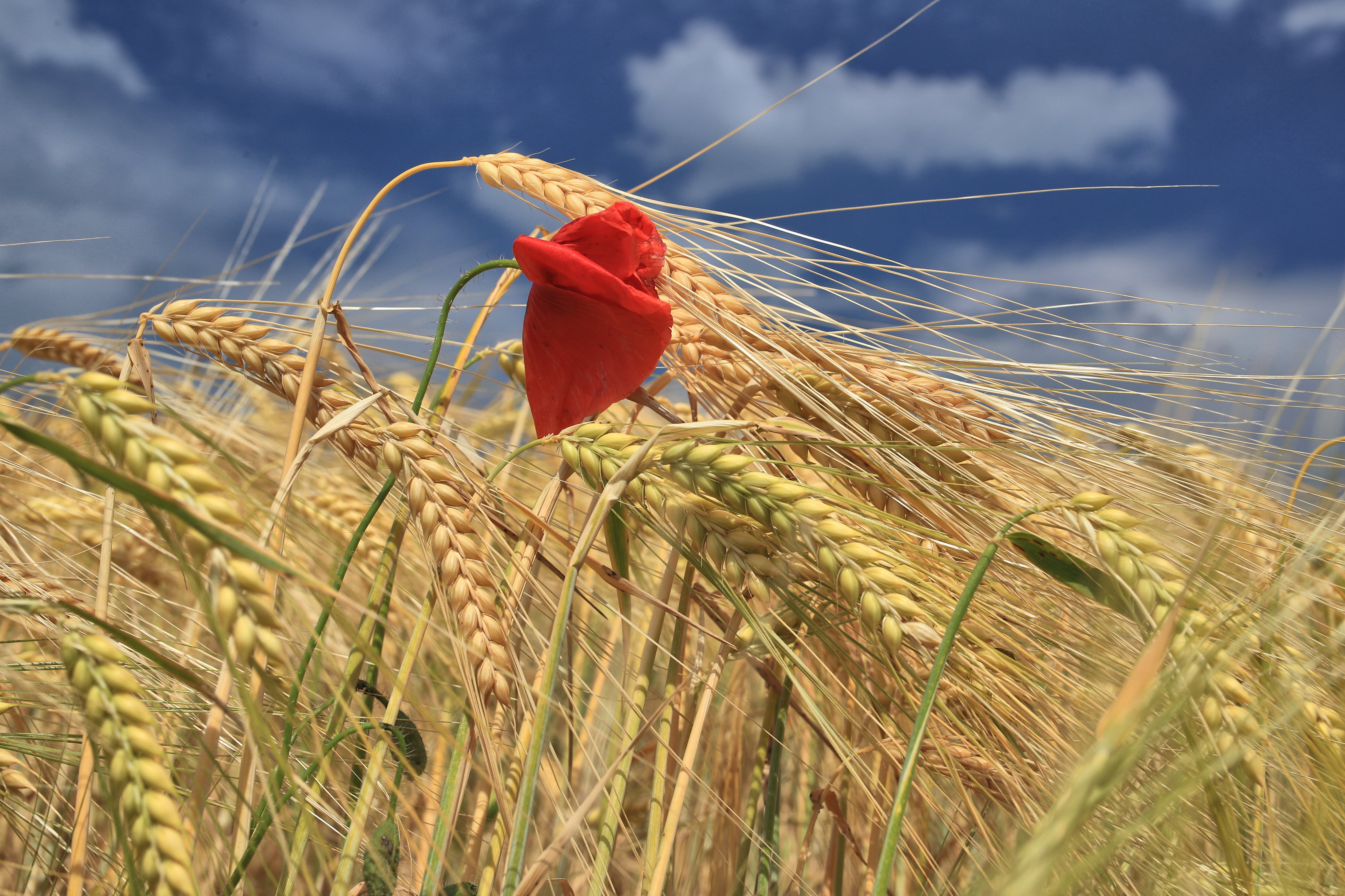 Обои небо, облака, цветок, поле, красный, мак, колосья, пшеница, the sky, clouds, flower, field, red, mac, ears, wheat разрешение 5472x3648 Загрузить