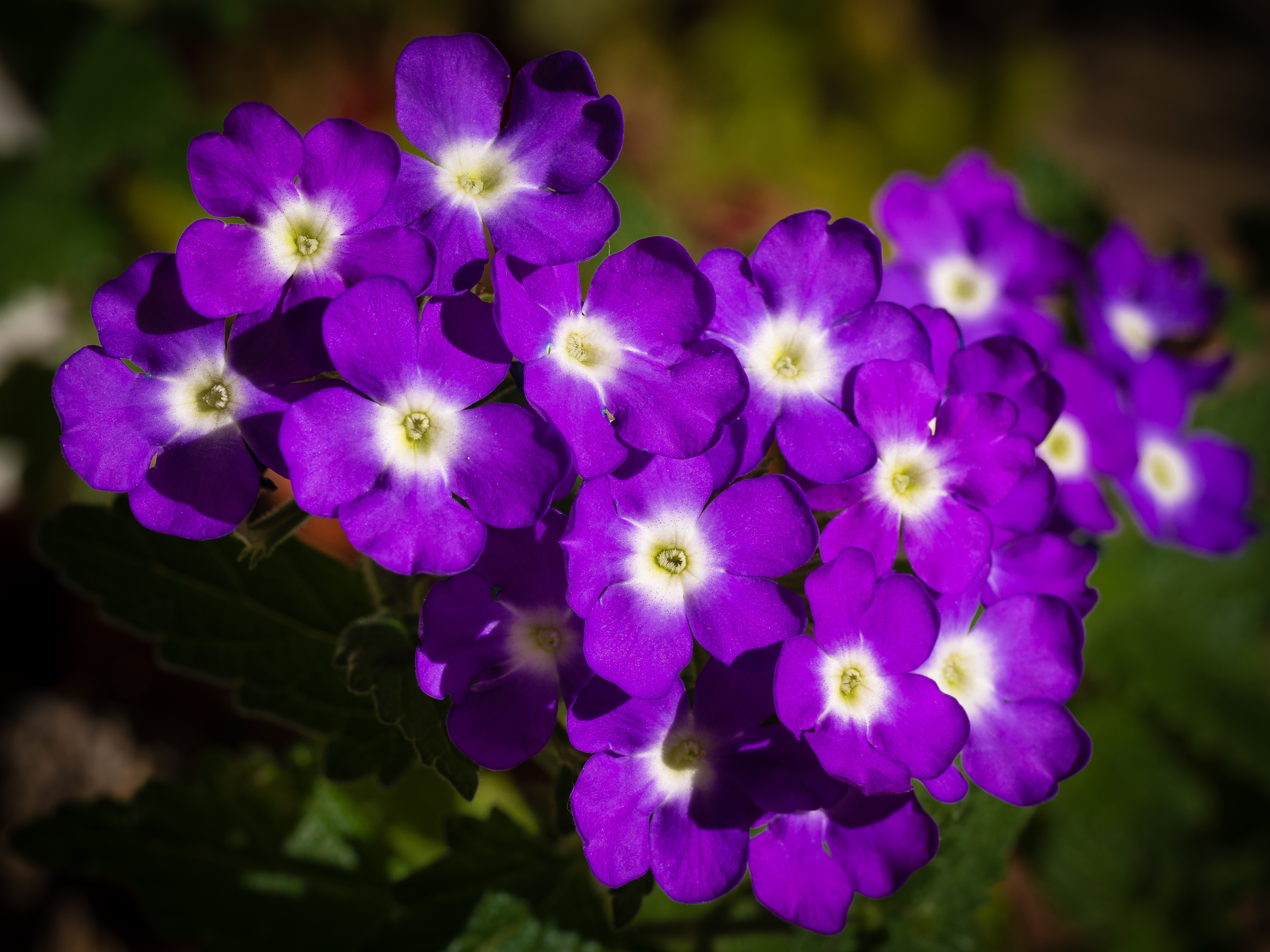 Обои цветы, лепестки, фиолетовые, вербена, flowers, petals, purple, verbena разрешение 4608x3456 Загрузить
