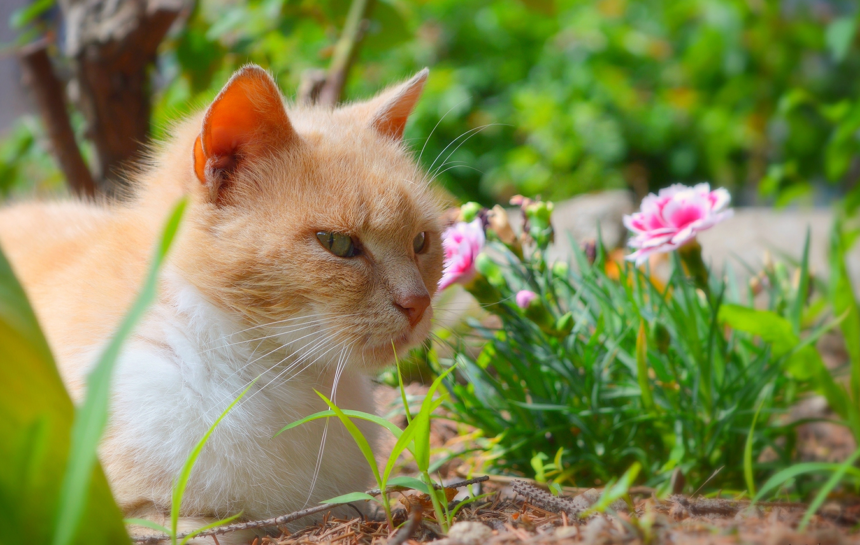 Обои цветы, трава, кот, мордочка, усы, кошка, взгляд, flowers, grass, cat, muzzle, mustache, look разрешение 2962x1877 Загрузить