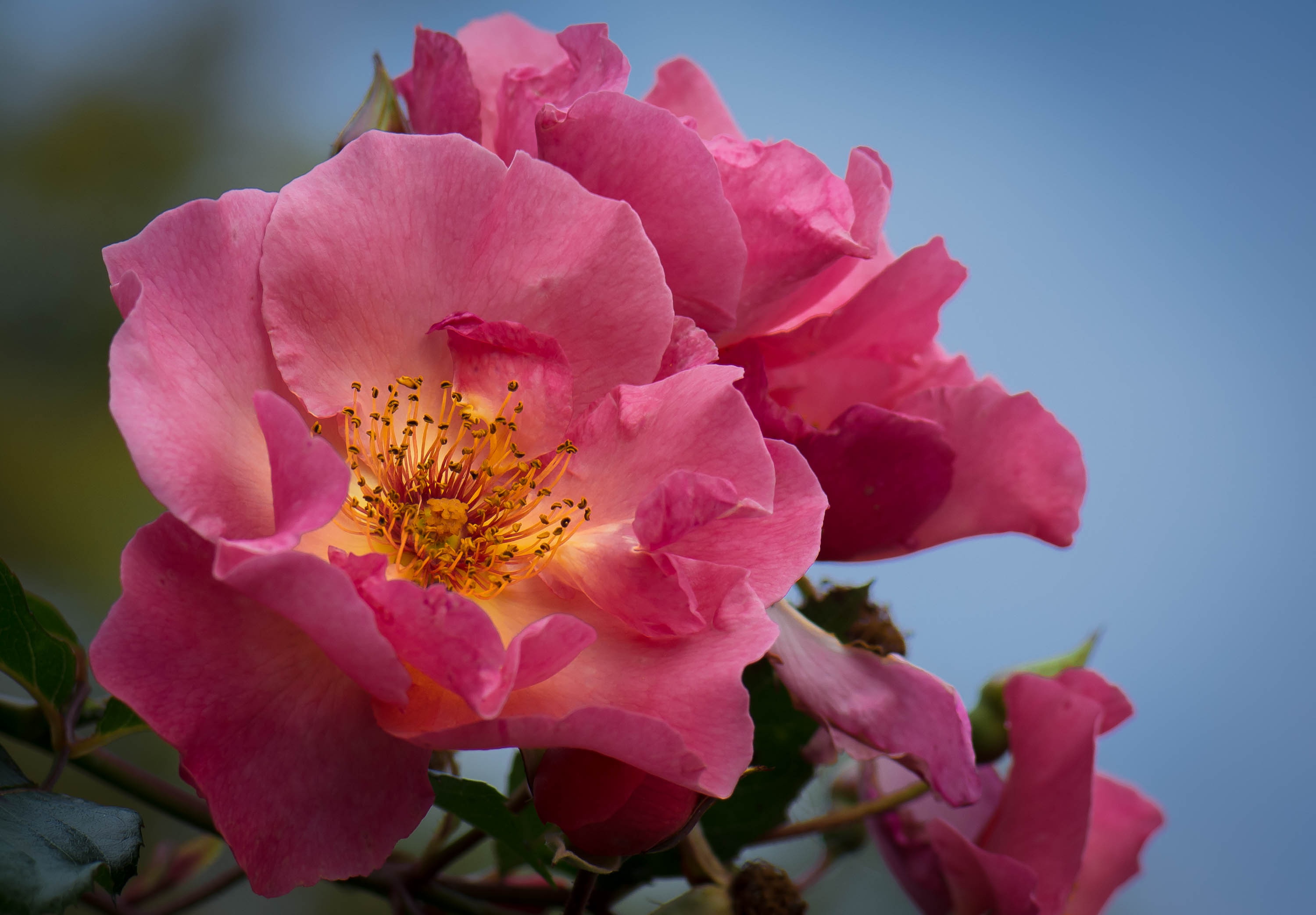 Обои цветы, макро, фон, розы, лепестки, куст, flowers, macro, background, roses, petals, bush разрешение 3000x2086 Загрузить