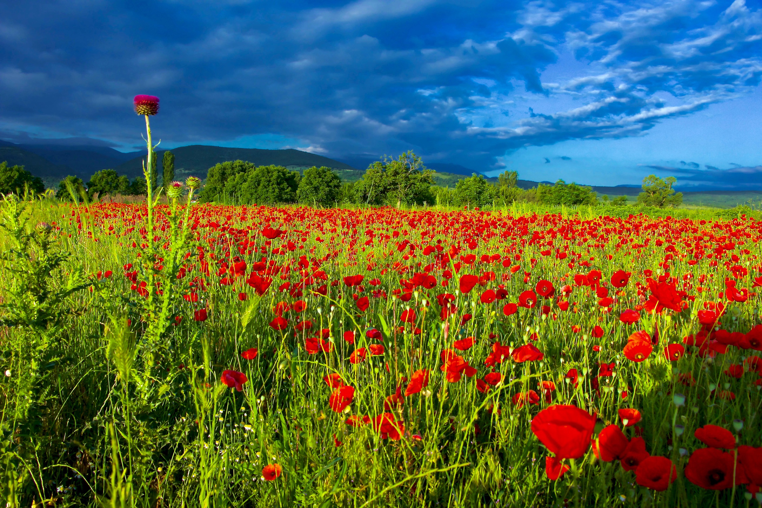 Обои небо, цветы, облака, поле, лето, маки, чертополох, маковое поле, the sky, flowers, clouds, field, summer, maki, thistle, poppy field разрешение 2560x1707 Загрузить