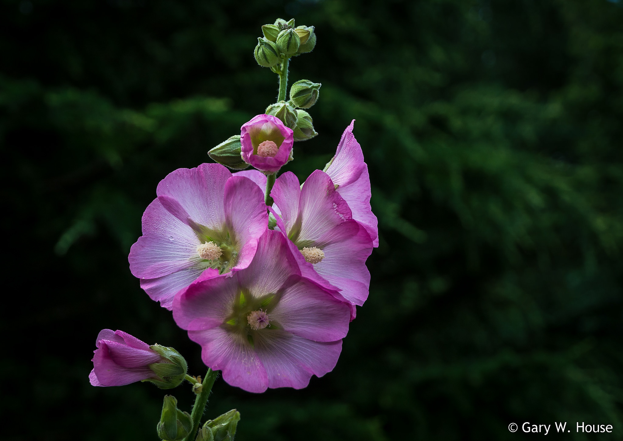 Обои цветы, лепестки, розовые, боке, мальва, flowers, petals, pink, bokeh, mallow разрешение 2048x1451 Загрузить