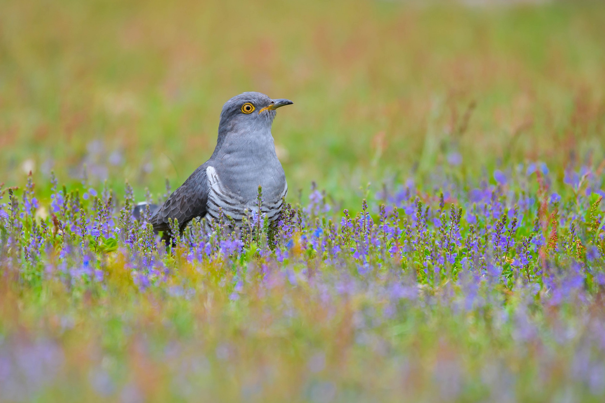 Обои цветы, трава, птица, клюв, перья, кукушка, flowers, grass, bird, beak, feathers, cuckoo разрешение 2048x1365 Загрузить