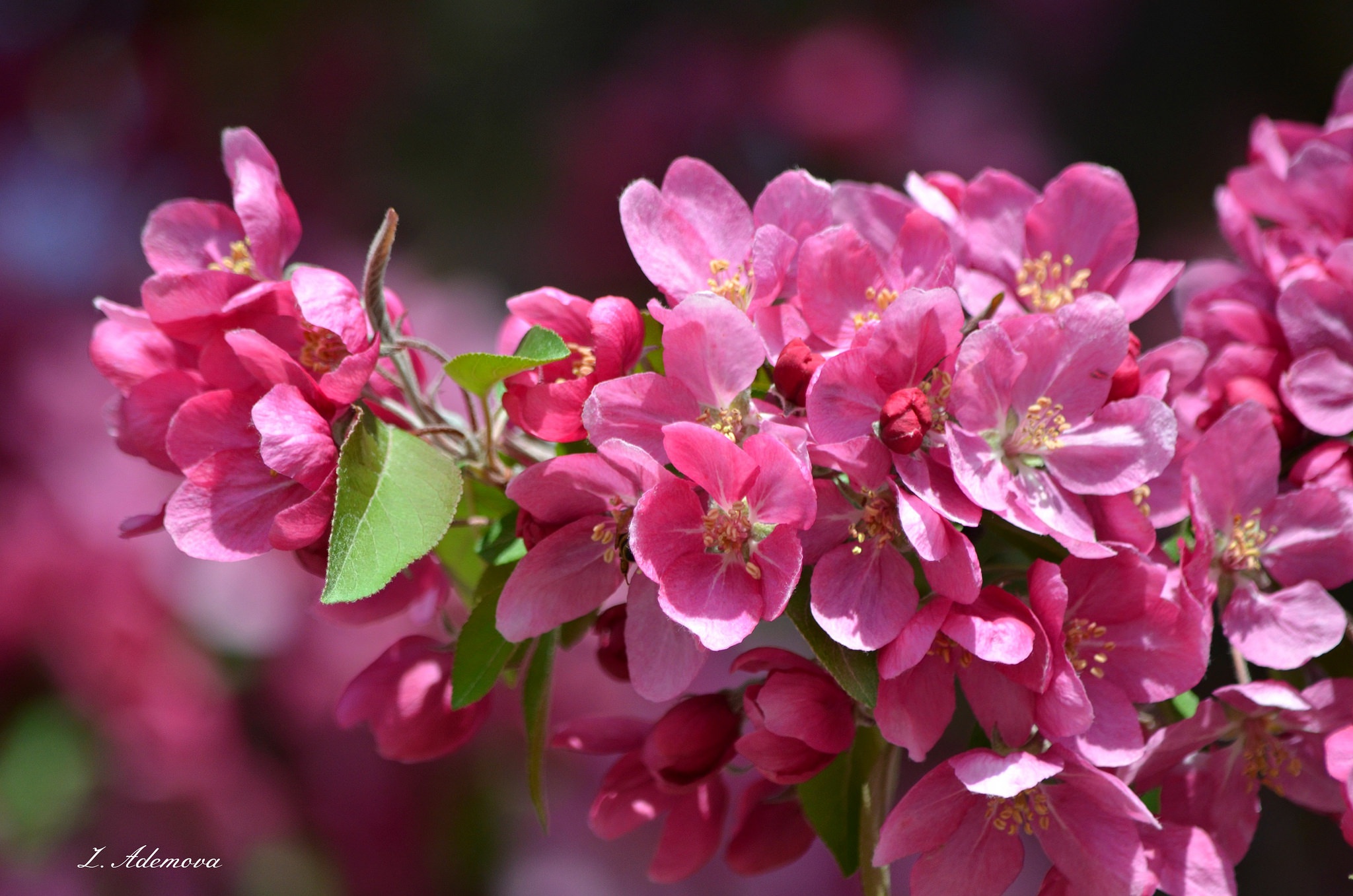 Обои цветы, ветка, дерево, цветение, лепестки, весна, flowers, branch, tree, flowering, petals, spring разрешение 2048x1357 Загрузить