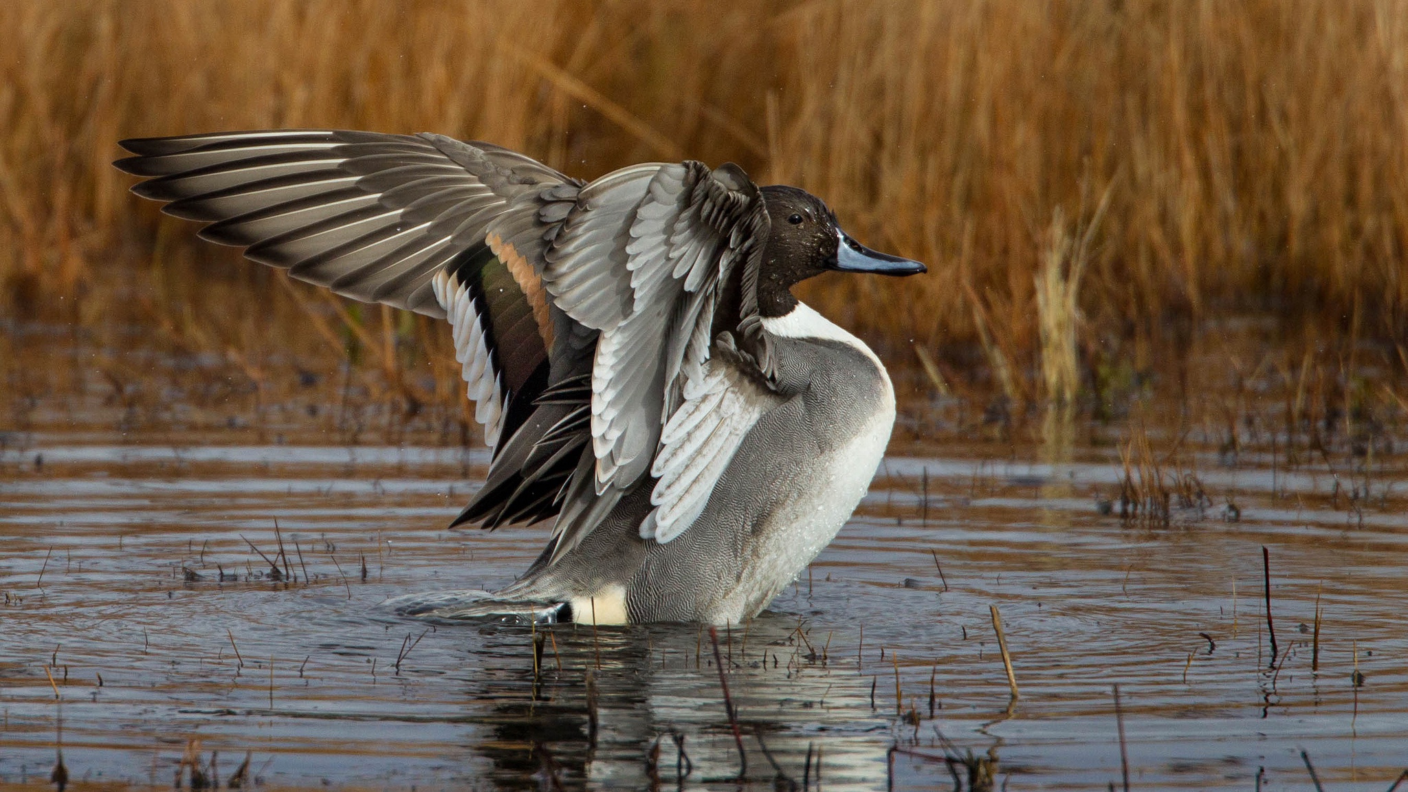 Обои крылья, водоем, птица, клюв, перья, утка, шилохвость, wings, pond, bird, beak, feathers, duck, pintail разрешение 2048x1152 Загрузить