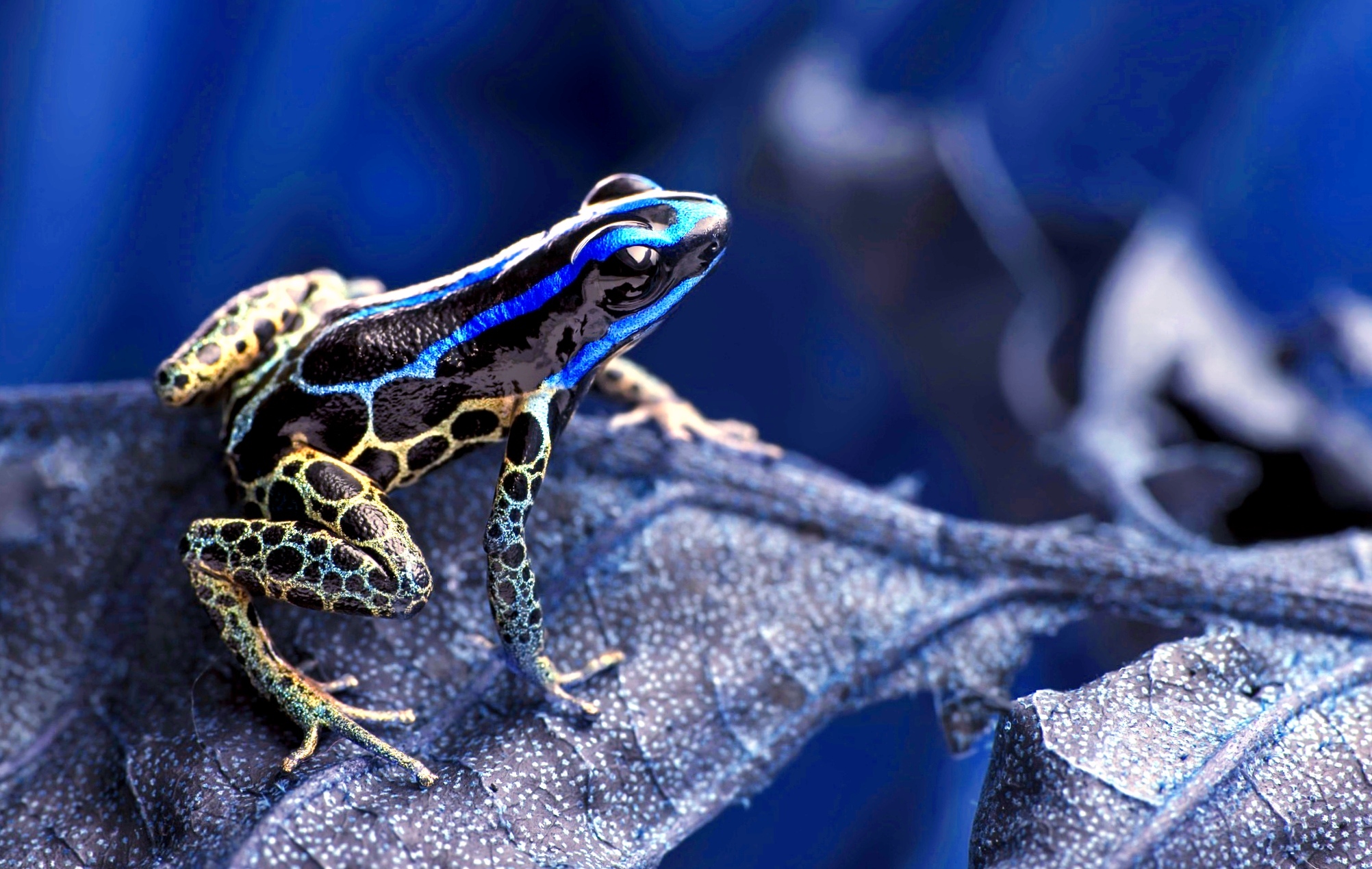 Обои макро, лягушка, растение, сухой лист, macro, frog, plant, dry leaf разрешение 2004x1269 Загрузить