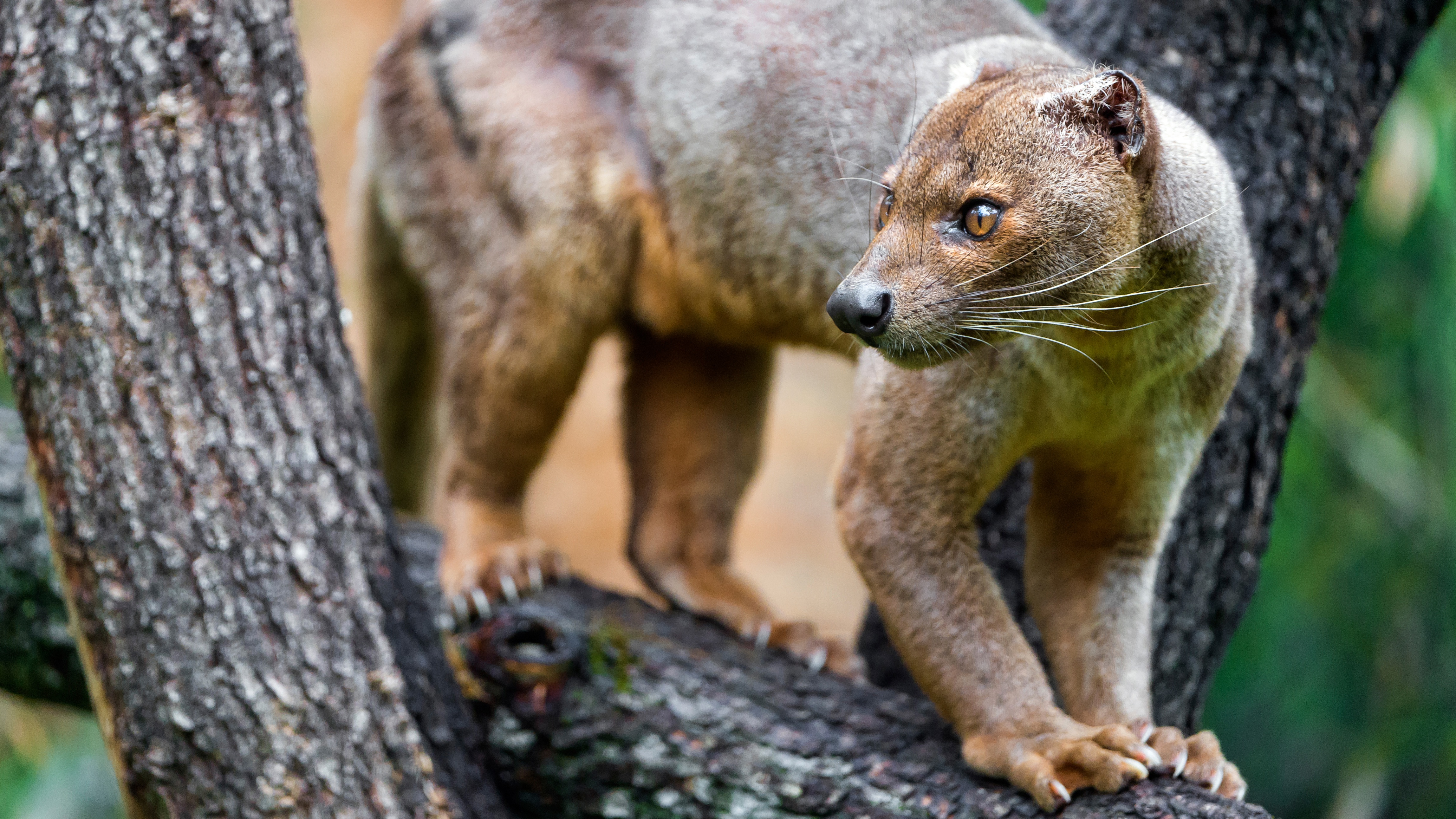 Animal symbolicum. Мадагаскарский хищник Фосса. Фосса(мадагаскарский Лев). Мадагаскарские виверры. Кошкообразные виверры.