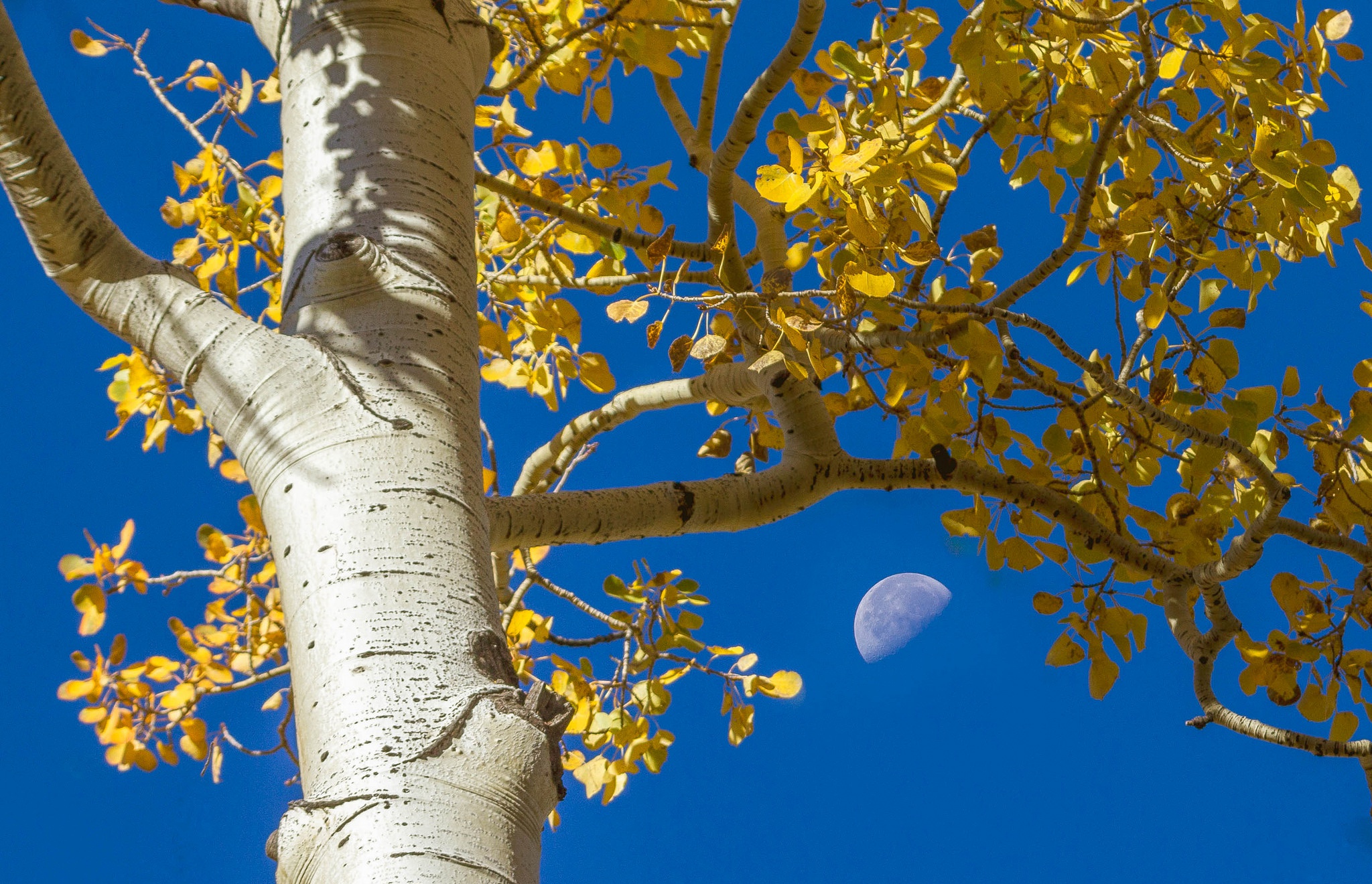 Обои небо, осина, дерево, листья, ветки, осень, луна, ствол, кора, the sky, aspen, tree, leaves, branches, autumn, the moon, trunk, bark разрешение 2048x1320 Загрузить