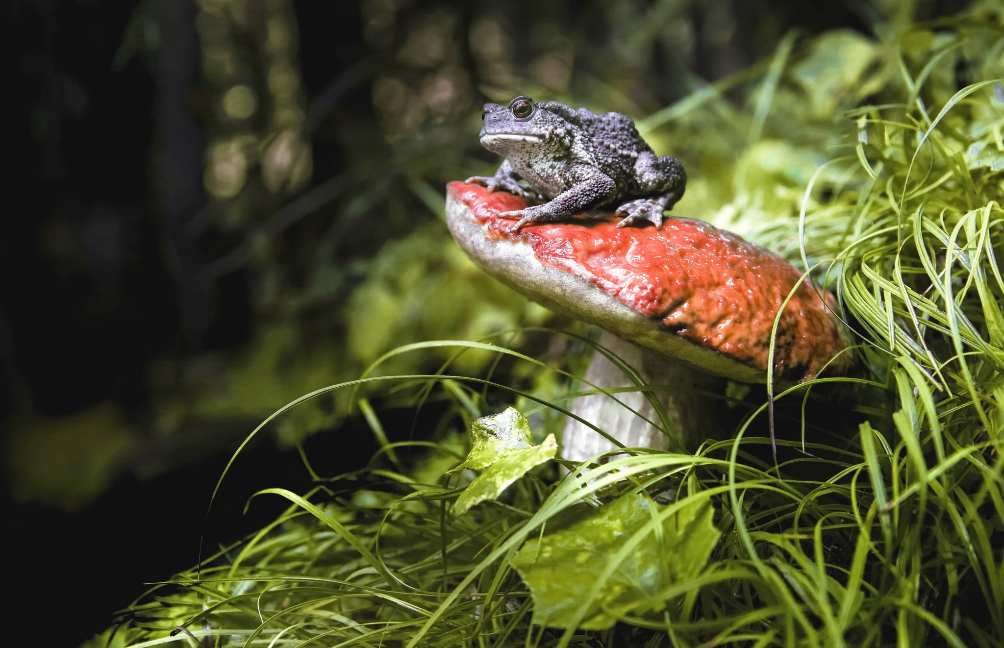 Обои трава, природа, растения, животные, лягушка, гриб, grass, nature, plants, animals, frog, mushroom разрешение 2048x1322 Загрузить