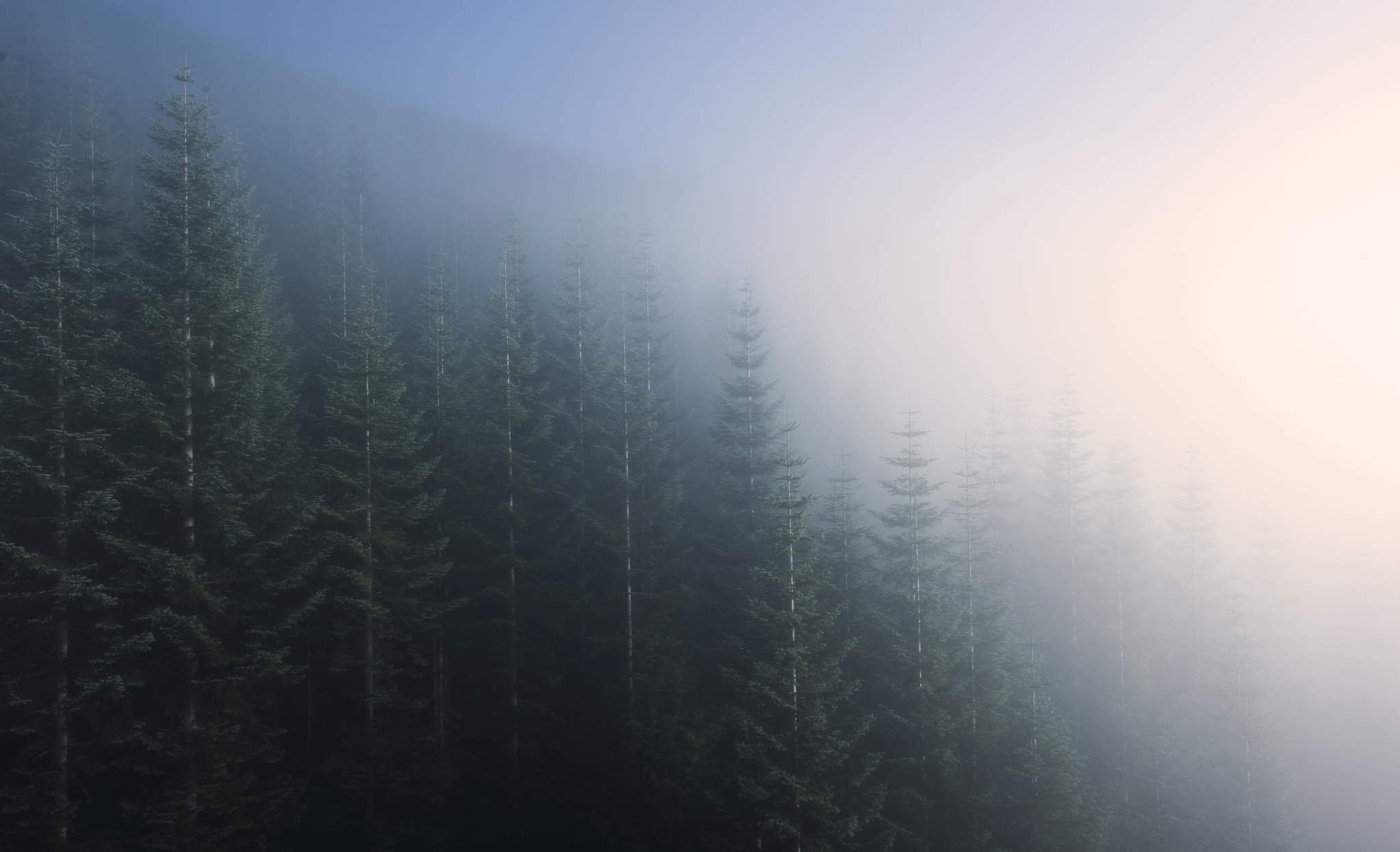 Обои деревья, природа, лес, пейзаж, утро, туман, trees, nature, forest, landscape, morning, fog разрешение 2048x1247 Загрузить