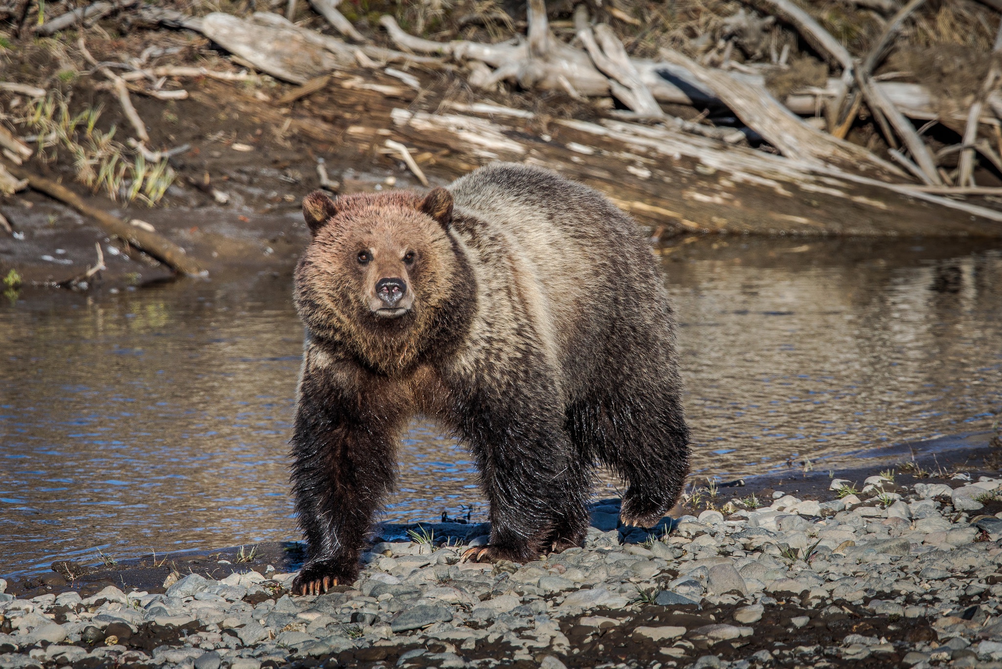 Обои морда, река, природа, лето, взгляд, медведь, face, river, nature, summer, look, bear разрешение 2048x1369 Загрузить