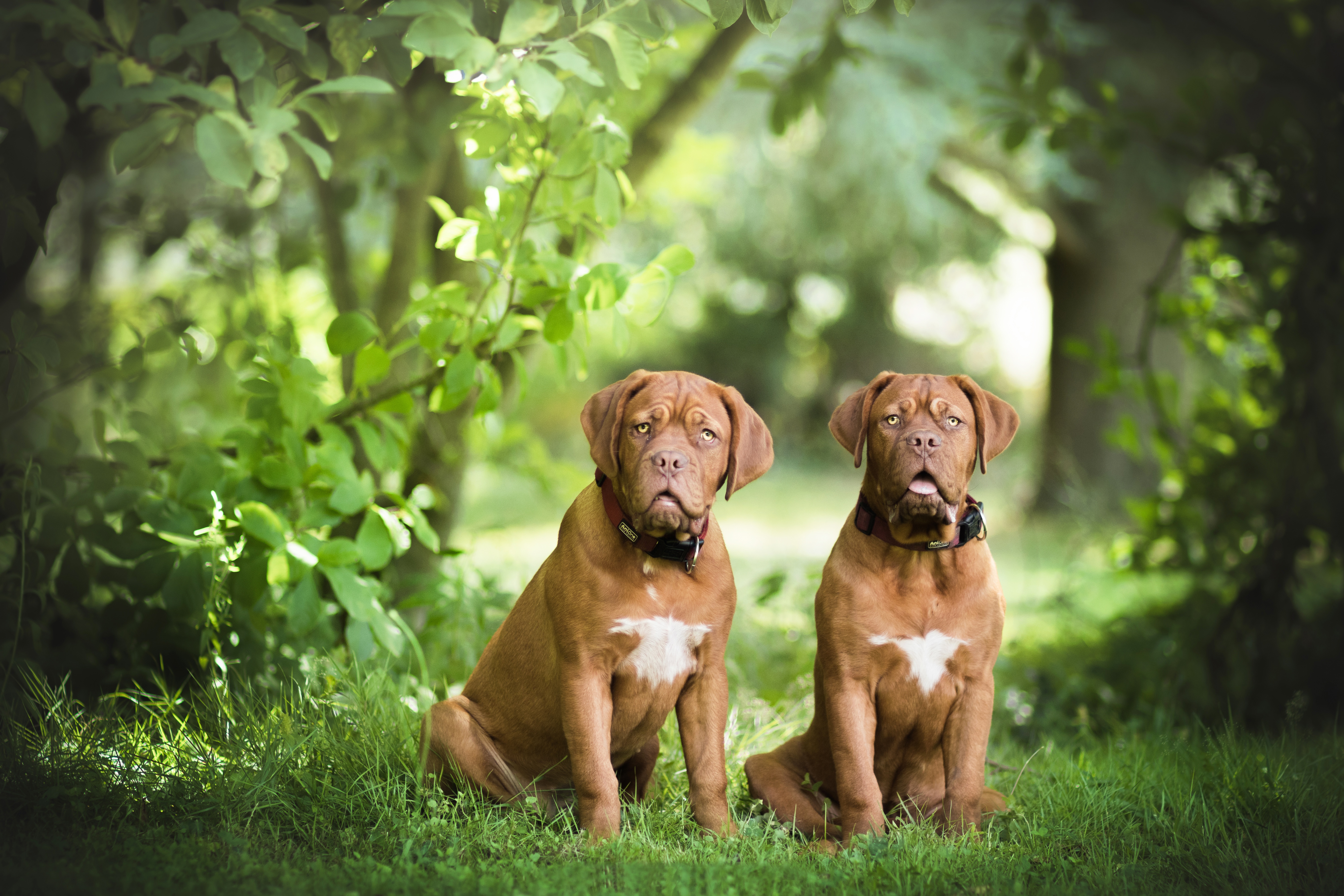 Обои трава, природа, листья, пара, собаки, бордоский дог, две собаки, grass, nature, leaves, pair, dogs, dogue de bordeaux, two dogs разрешение 6000x4000 Загрузить