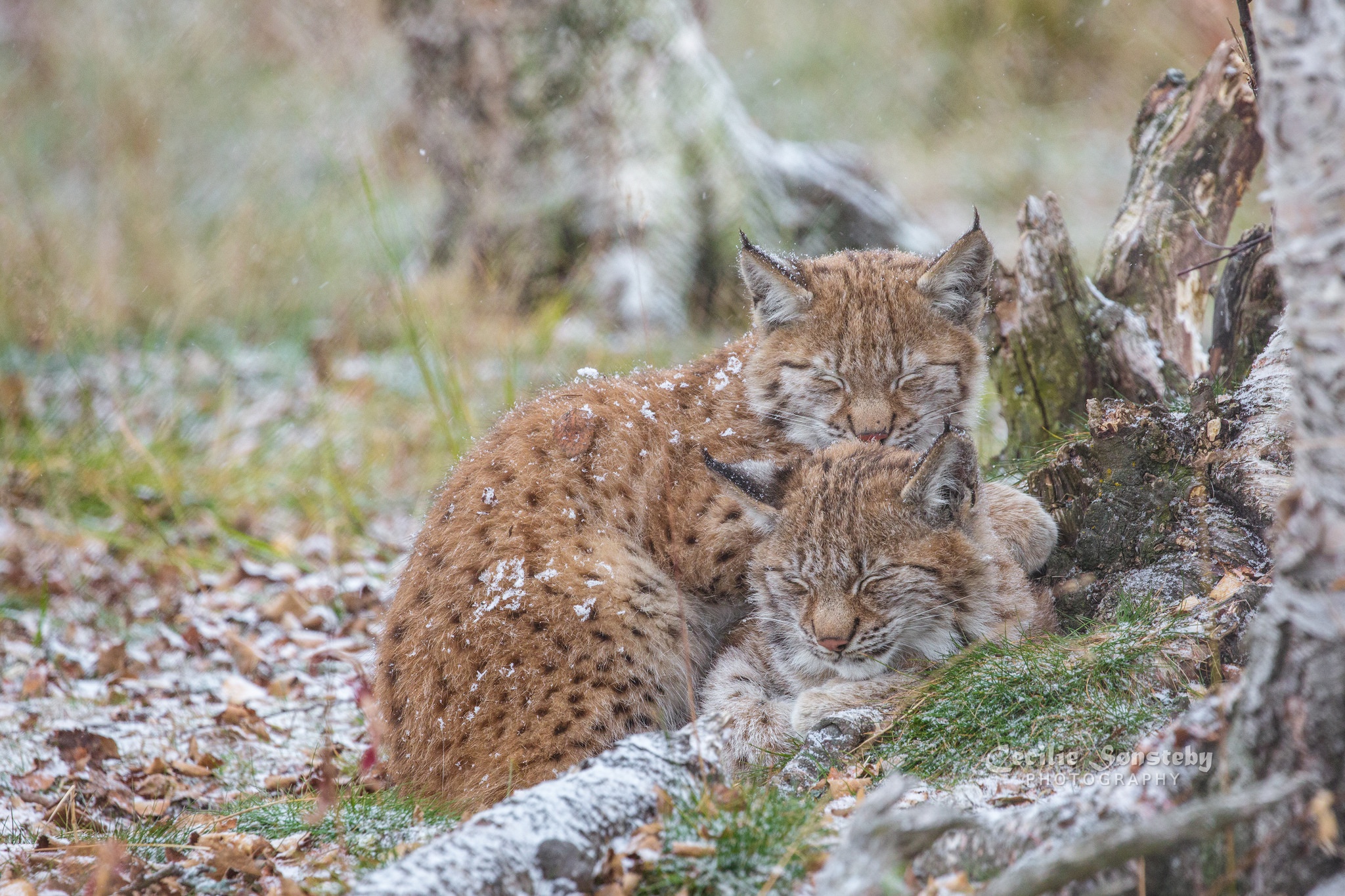 Обои природа, рысь, сон, рыси, nature, lynx, sleep разрешение 2048x1365 Загрузить