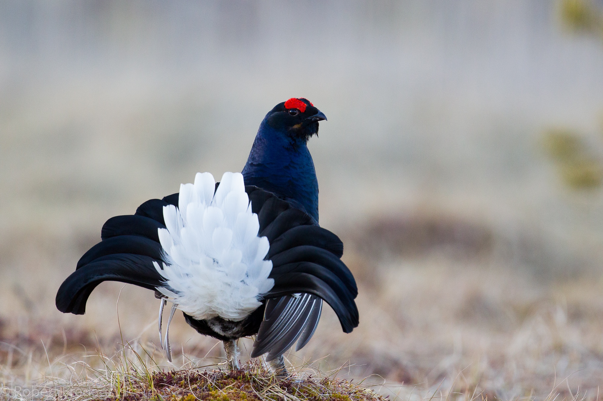 Обои птица, перья, окрас, хвост, тетерев, bird, feathers, color, tail, grouse разрешение 2000x1333 Загрузить