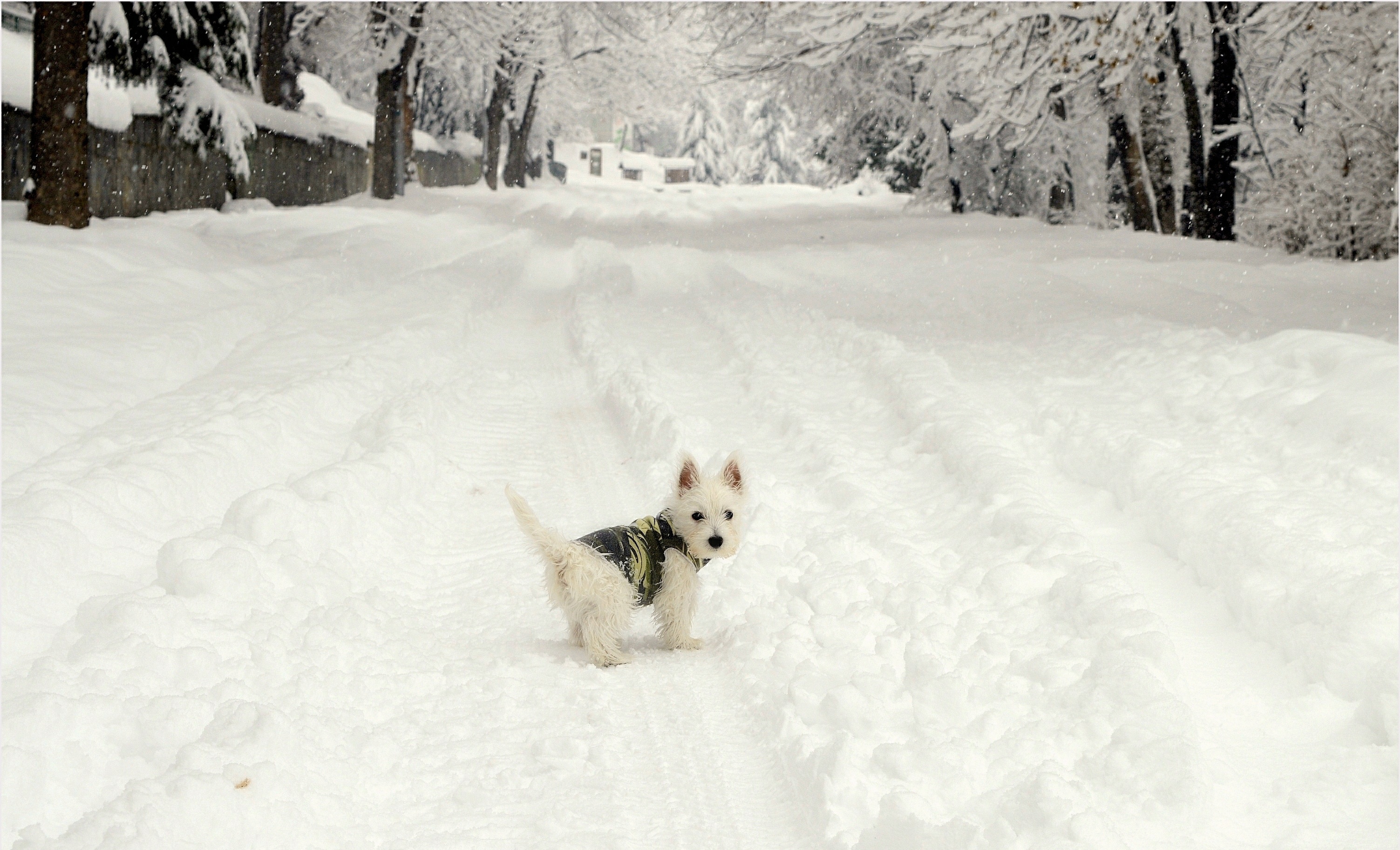 Обои снег, зима, мордочка, взгляд, собака, щенок, собачка, вест-хайленд-уайт-терьер, snow, winter, muzzle, look, dog, puppy, the west highland white terrier разрешение 3006x1825 Загрузить