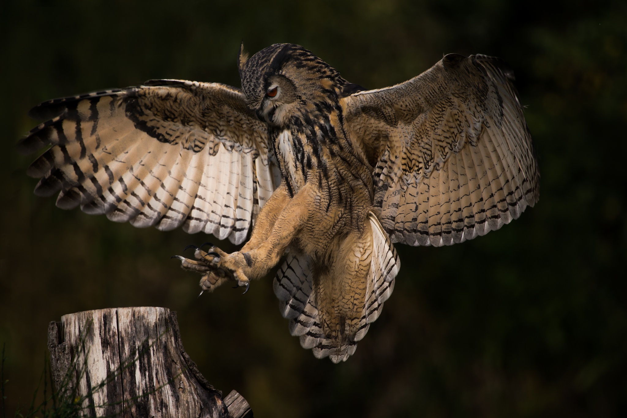 Обои сова, природа, полет, крылья, профиль, птица, owl, nature, flight, wings, profile, bird разрешение 2048x1365 Загрузить