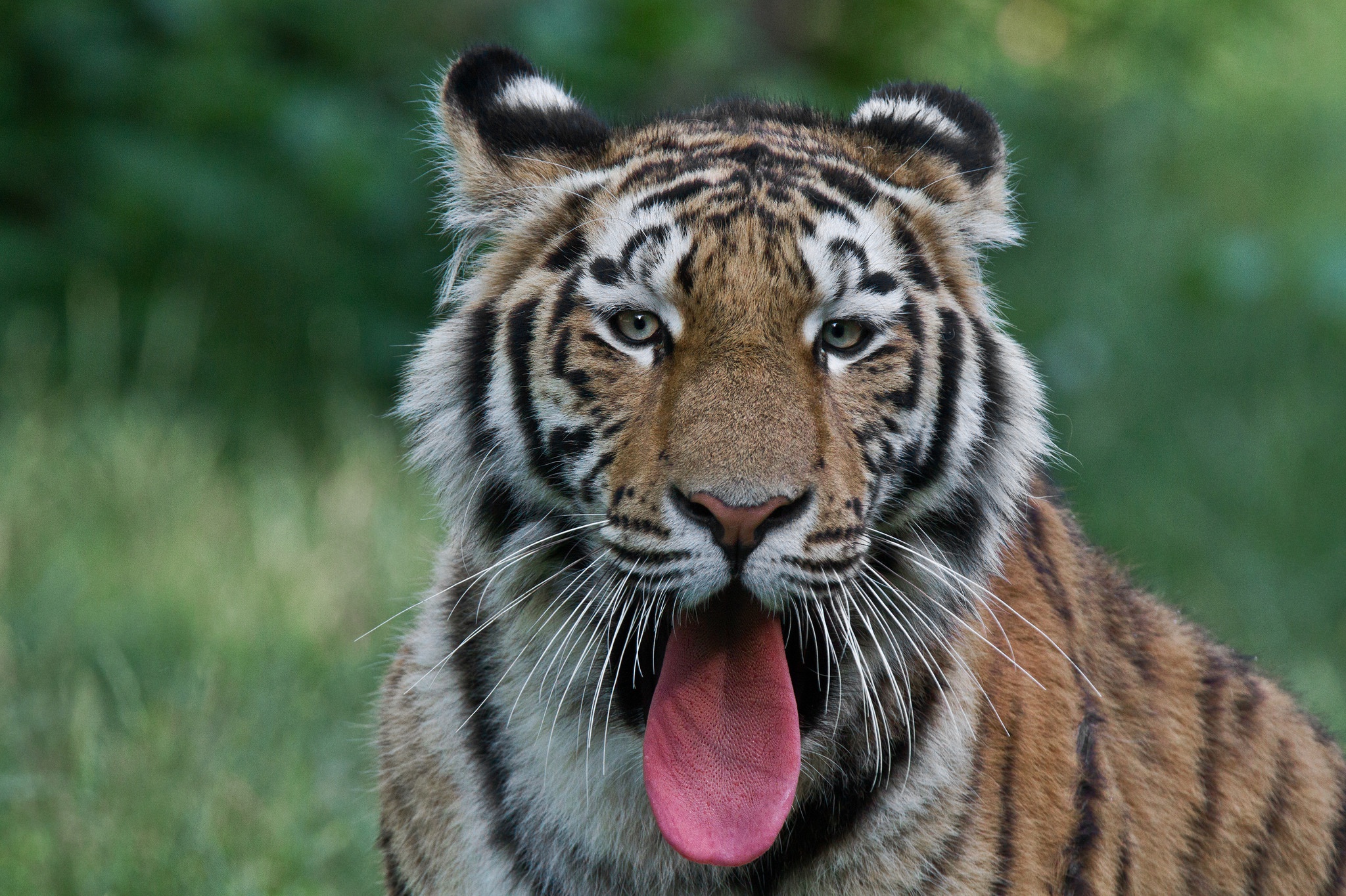 Обои тигр, морда, хищник, язык, tiger, face, predator, language разрешение 2048x1365 Загрузить