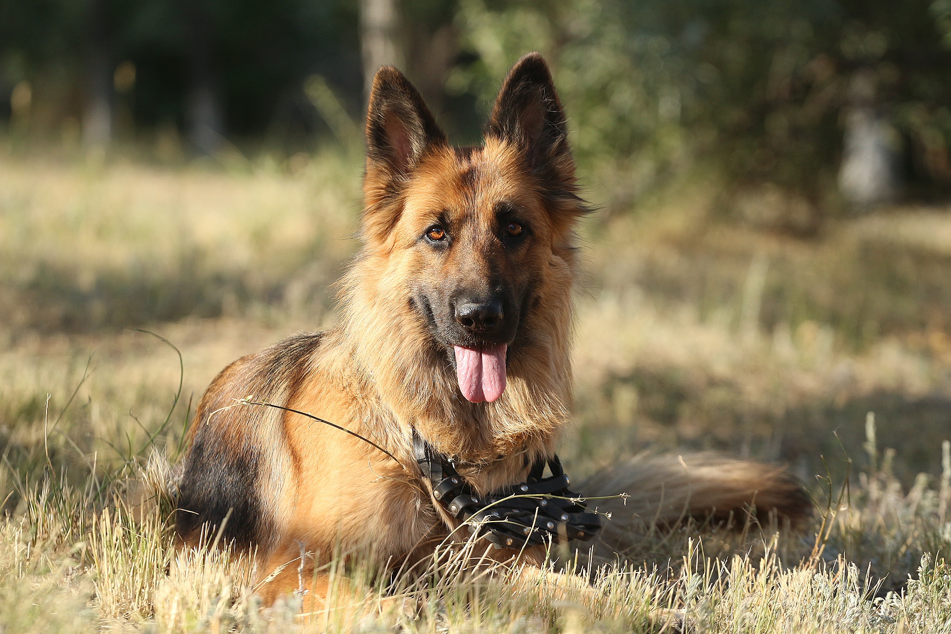 Обои трава, друг, язык, немецкая овчарка, овчарка, grass, each, language, german shepherd, shepherd разрешение 1920x1280 Загрузить