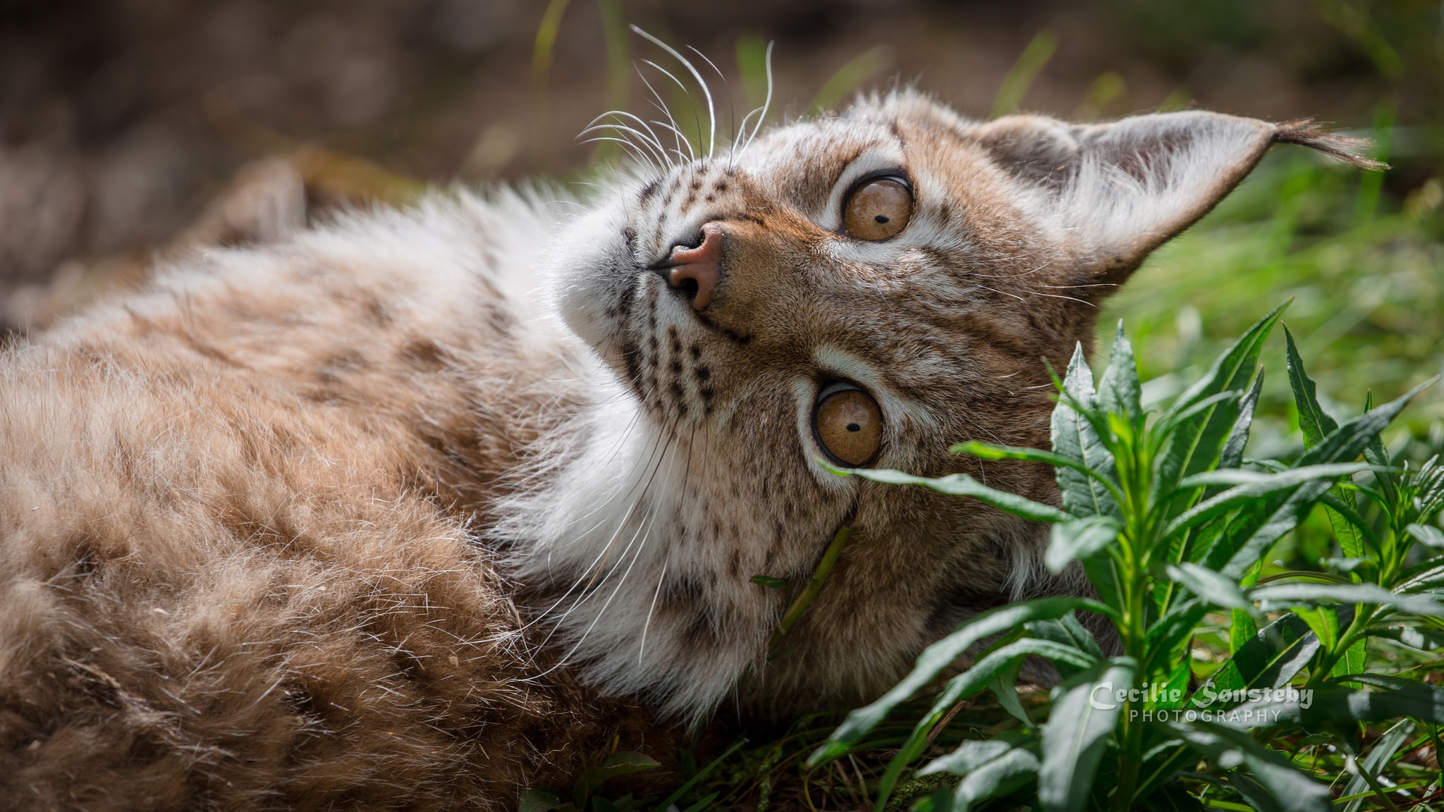 Обои морда, трава, рысь, взгляд, ушки, face, grass, lynx, look, ears разрешение 2048x1152 Загрузить