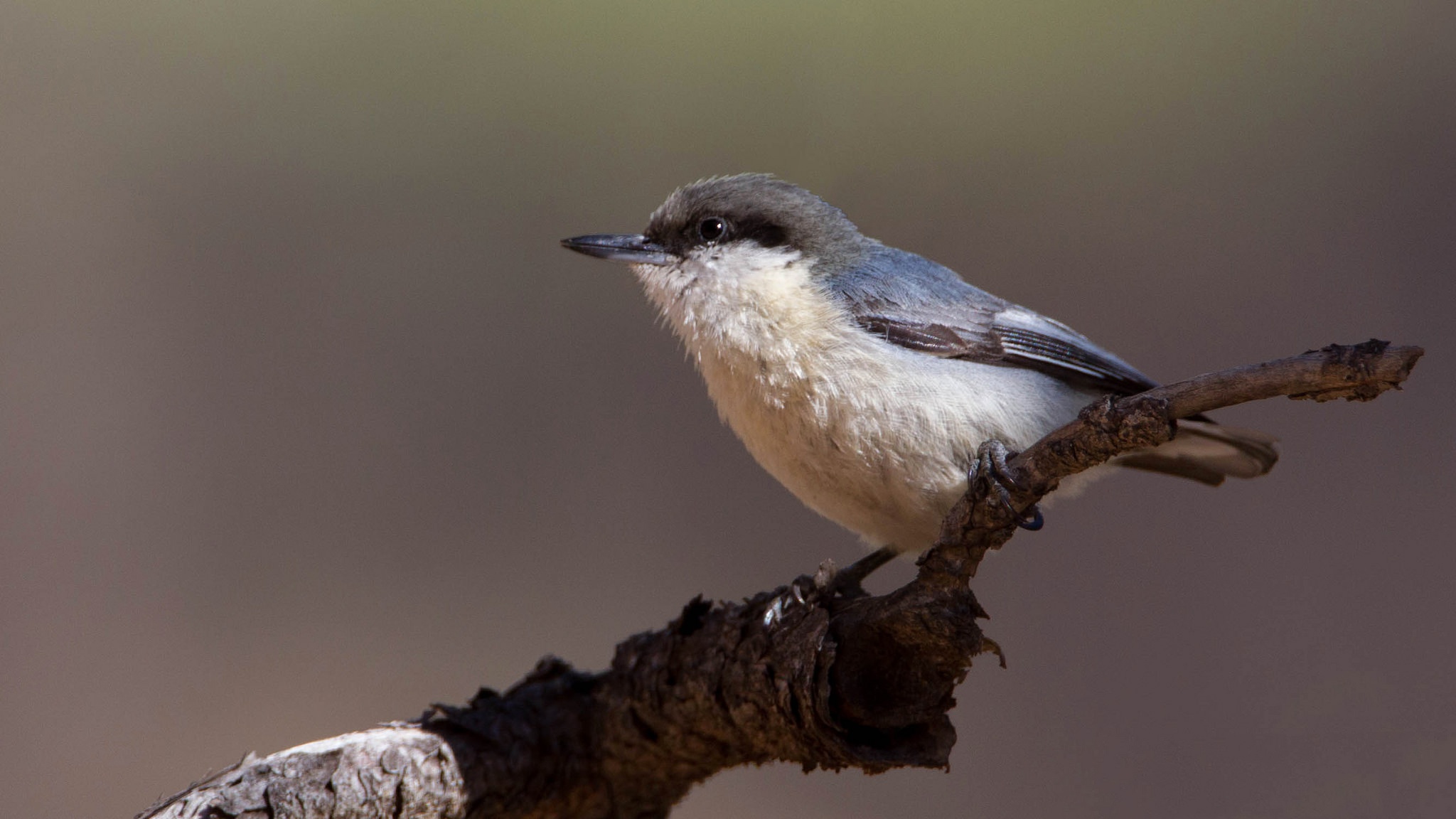 Обои ветка, птица, клюв, поползень, поползень-крошка, branch, bird, beak, nuthatch, nuthatch-baby разрешение 2048x1152 Загрузить