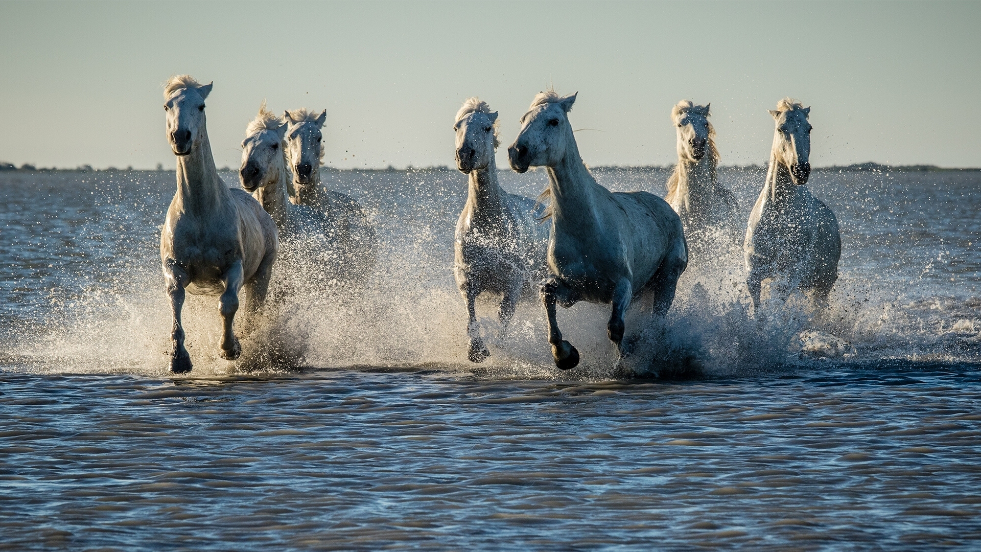 Обои вода, закат, брызги, лошади, кони, стадо, water, sunset, squirt, horse, horses, the herd разрешение 1920x1080 Загрузить