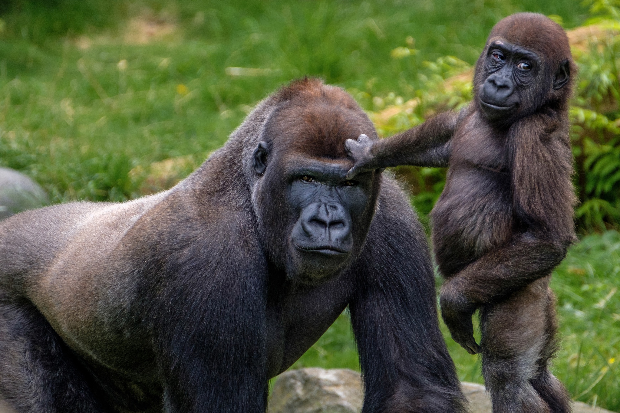 Обои зоопарк, детеныш, горилла, приматы, обезьяны, гориллы, zoo, cub, gorilla, primates, monkey разрешение 2048x1365 Загрузить
