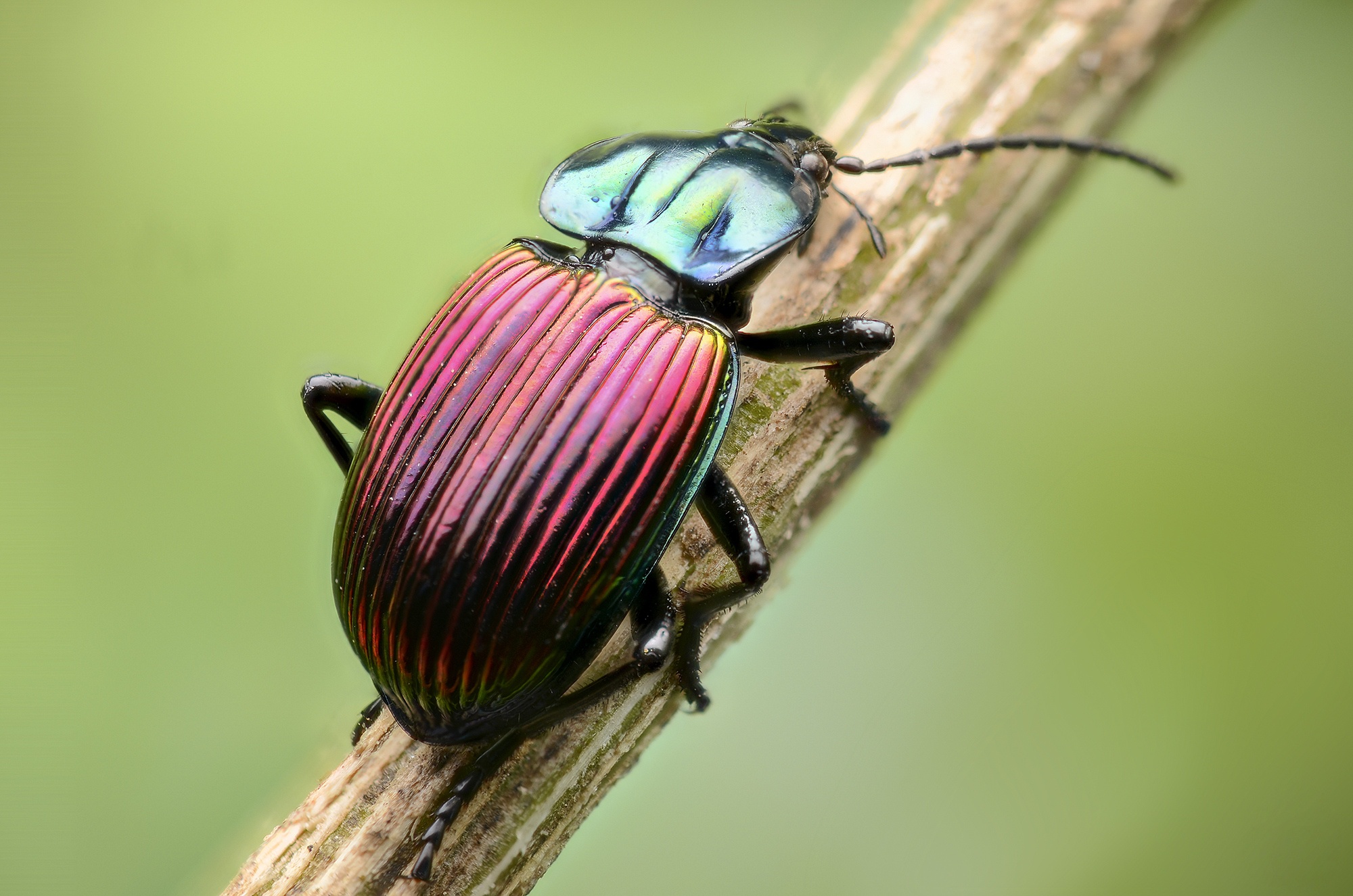 Обои жук, макро, насекомое, стебель, beetle, macro, insect, stem разрешение 2000x1325 Загрузить