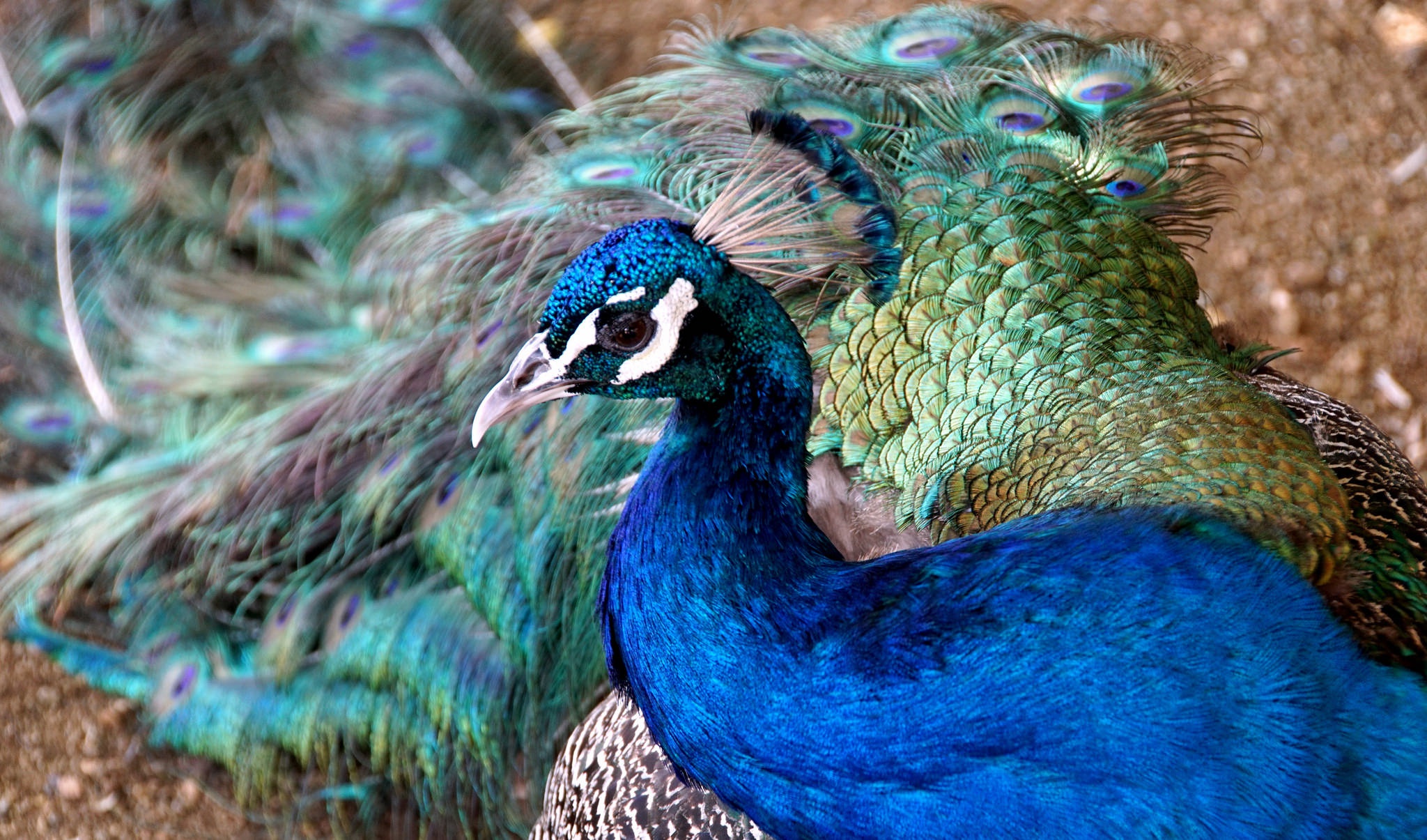Обои птица, клюв, павлин, перья, bird, beak, peacock, feathers разрешение 2048x1205 Загрузить
