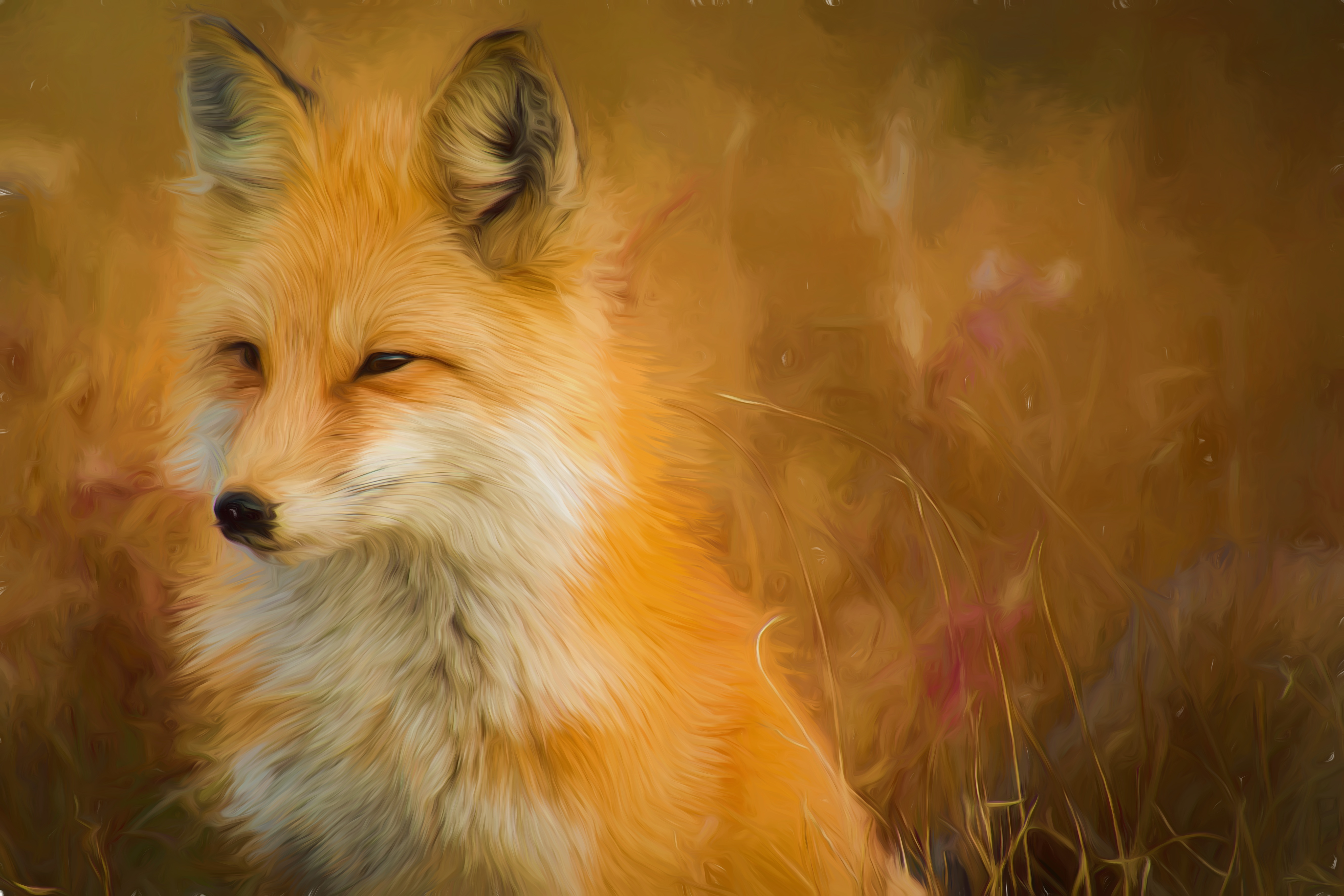 Обои мордочка, взгляд, лиса, лисица, muzzle, look, fox разрешение 5315x3543 Загрузить
