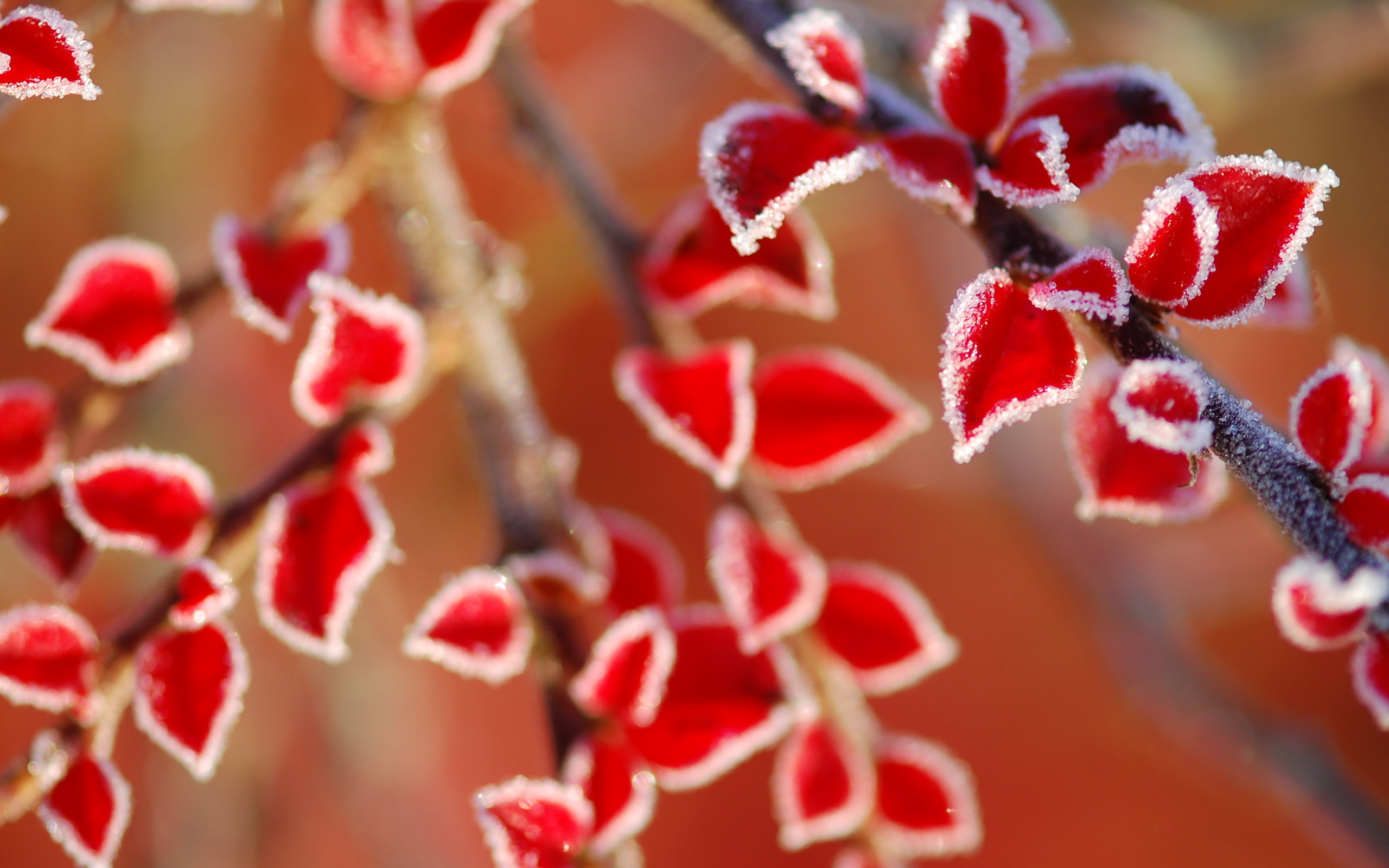 Обои листья, ветки, иней, осень, красные, размытость, leaves, branches, frost, autumn, red, blur разрешение 2560x1600 Загрузить