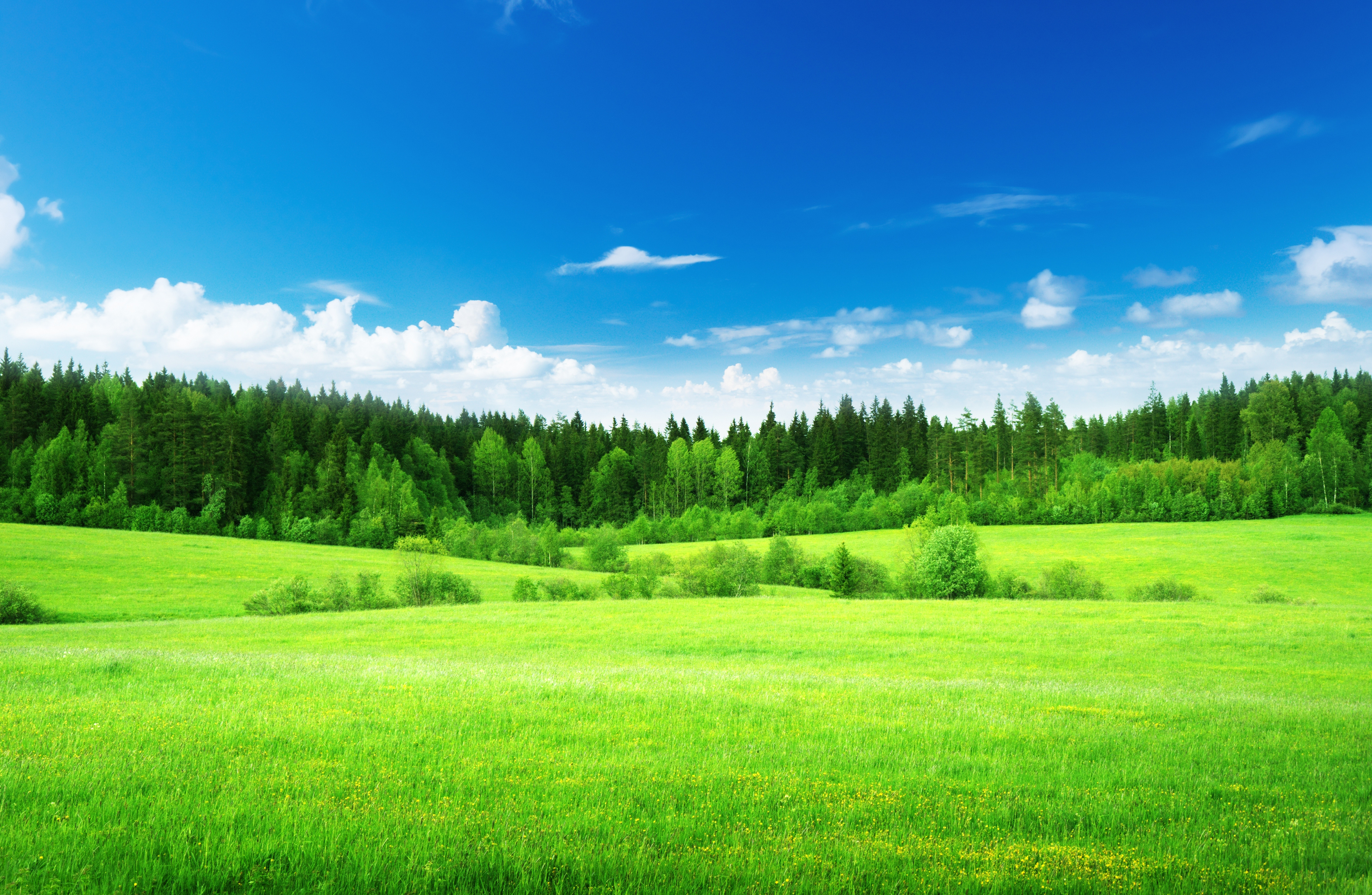 Обои небо, трава, облака, деревья, лес, поле, the sky, grass, clouds, trees, forest, field разрешение 3840x2504 Загрузить