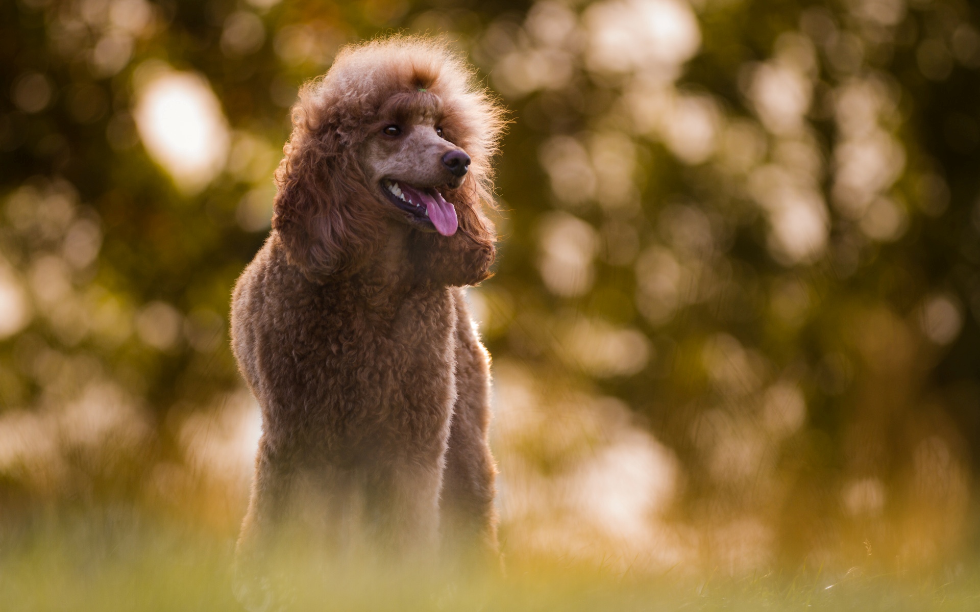 Обои взгляд, собака, размытость, язык, пудель, birgit chytracek, look, dog, blur, language, poodle разрешение 1920x1200 Загрузить