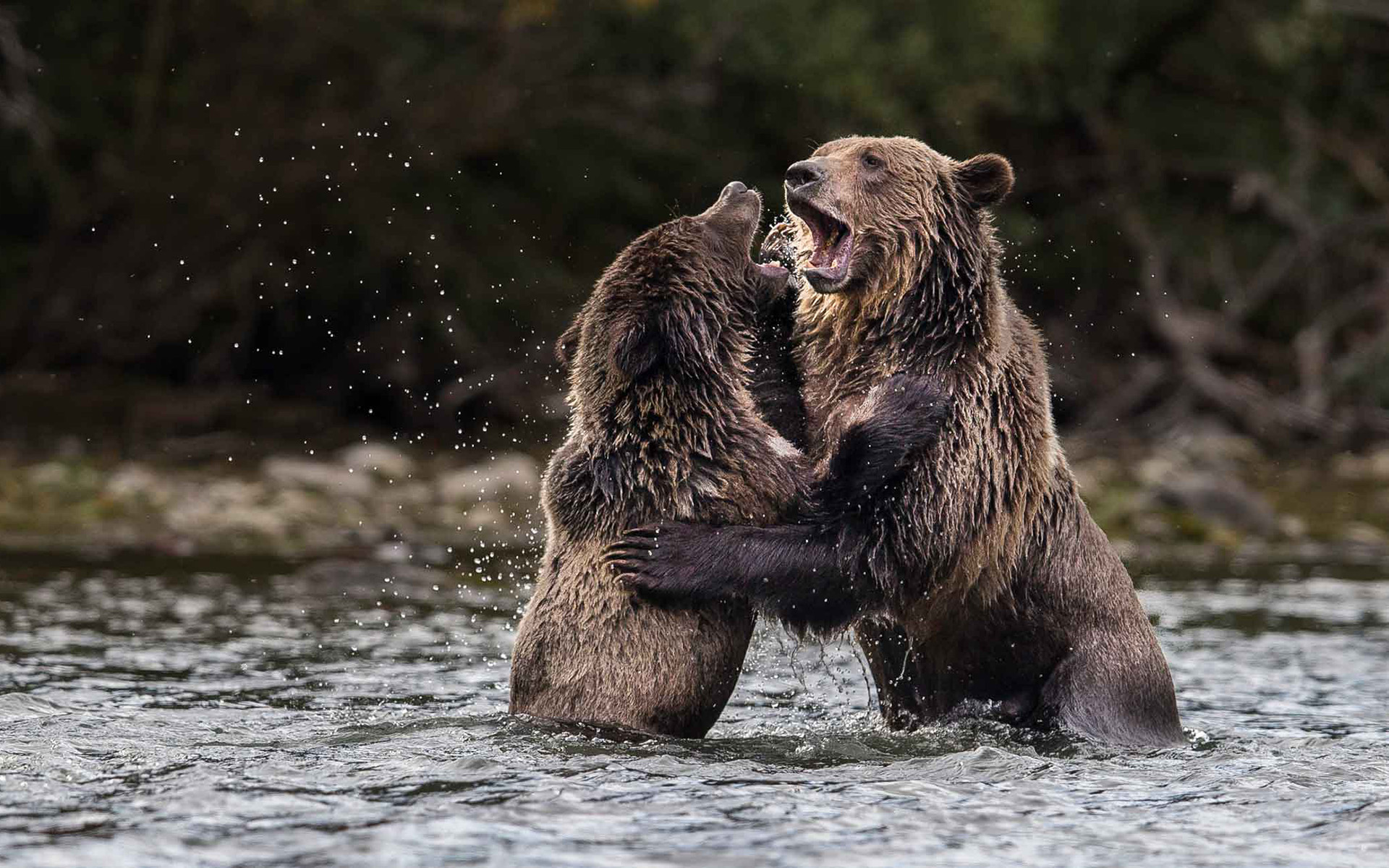 Обои вода, природа, медведи, гризли, water, nature, bears, grizzly разрешение 1920x1200 Загрузить
