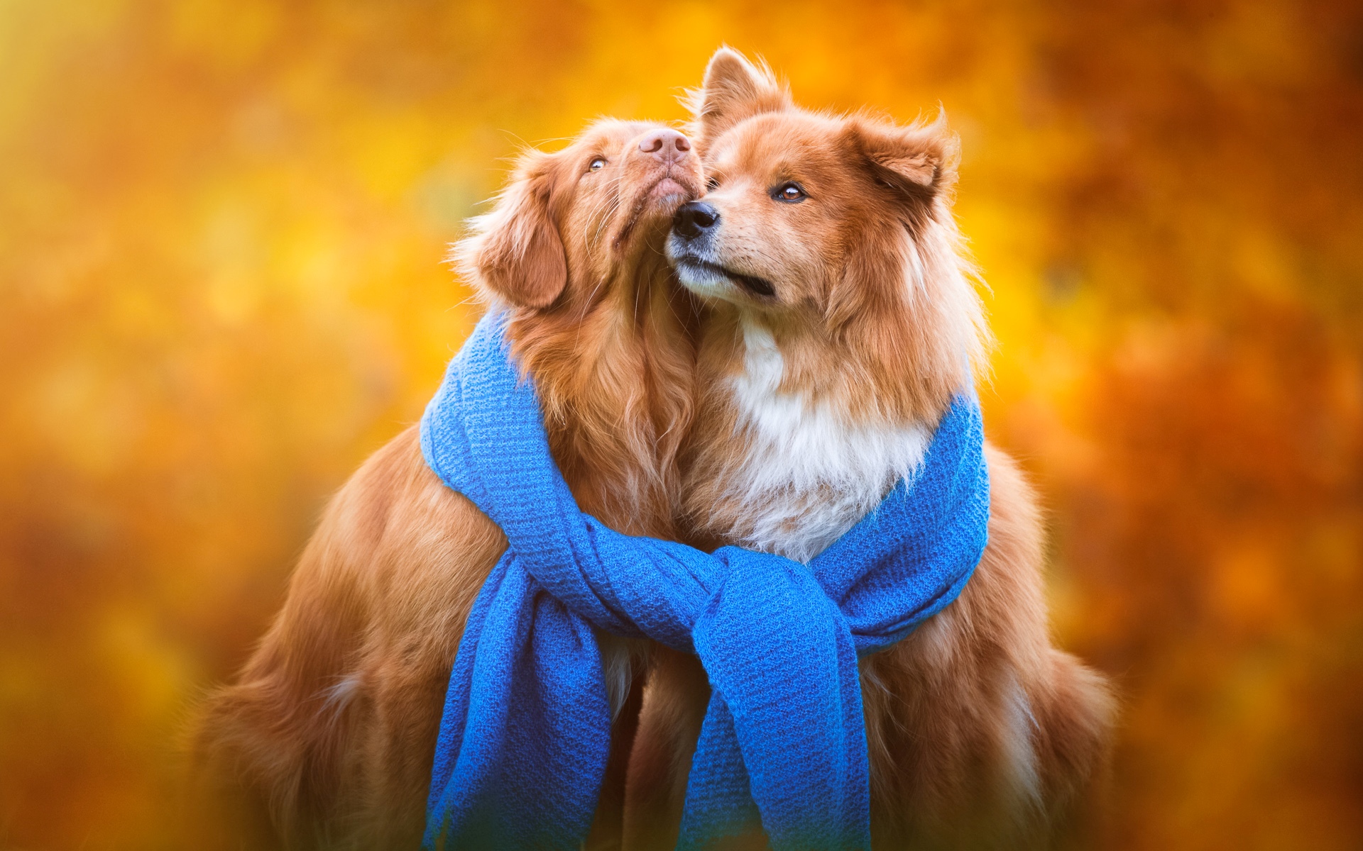 Обои фон, осень, щенки, порода, собаки, шарф, золотистый ретривер, background, autumn, puppies, breed, dogs, scarf, golden retriever разрешение 1920x1200 Загрузить