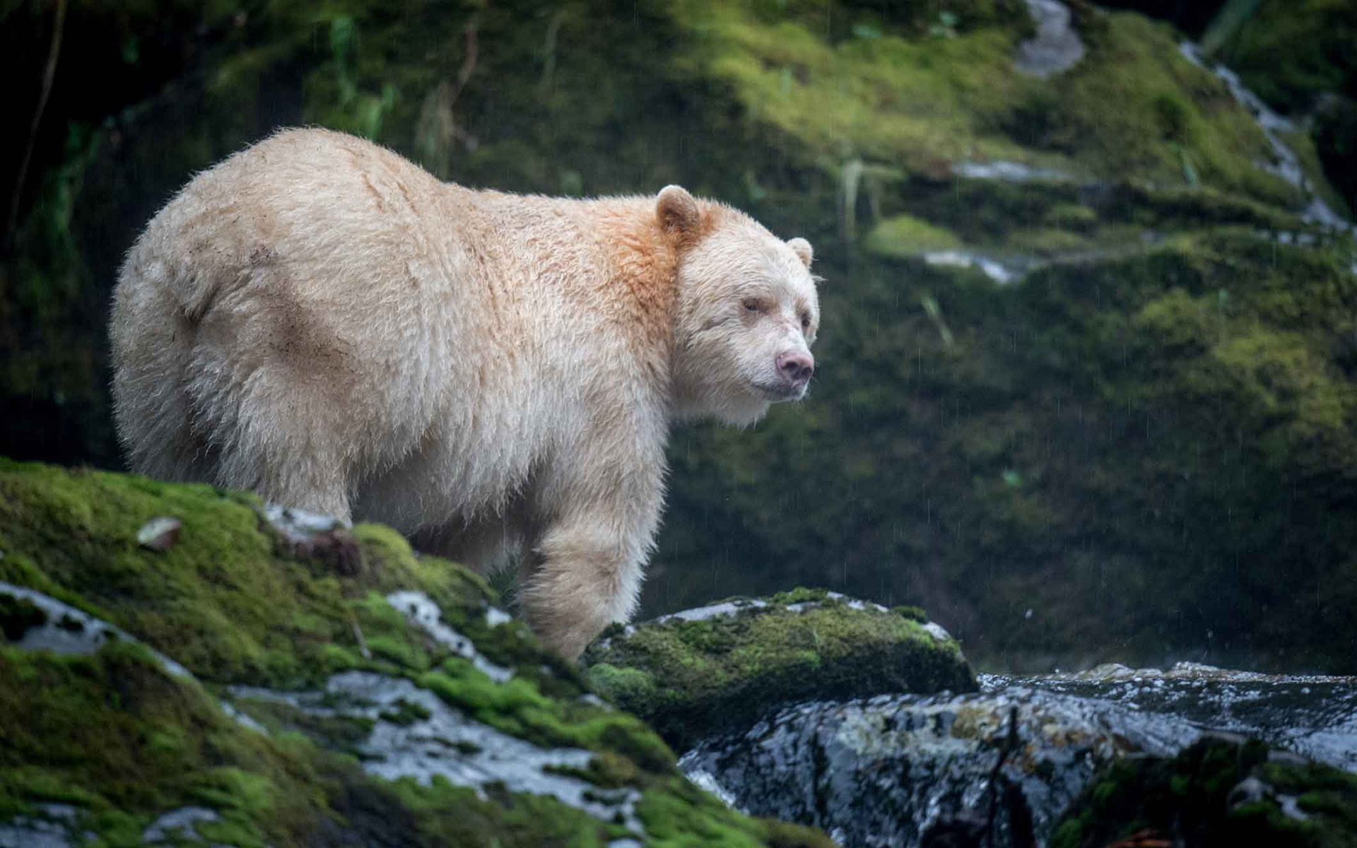 Обои морда, природа, взгляд, медведь, кермодский медведь, face, nature, look, bear, chermozsky bear разрешение 1920x1200 Загрузить
