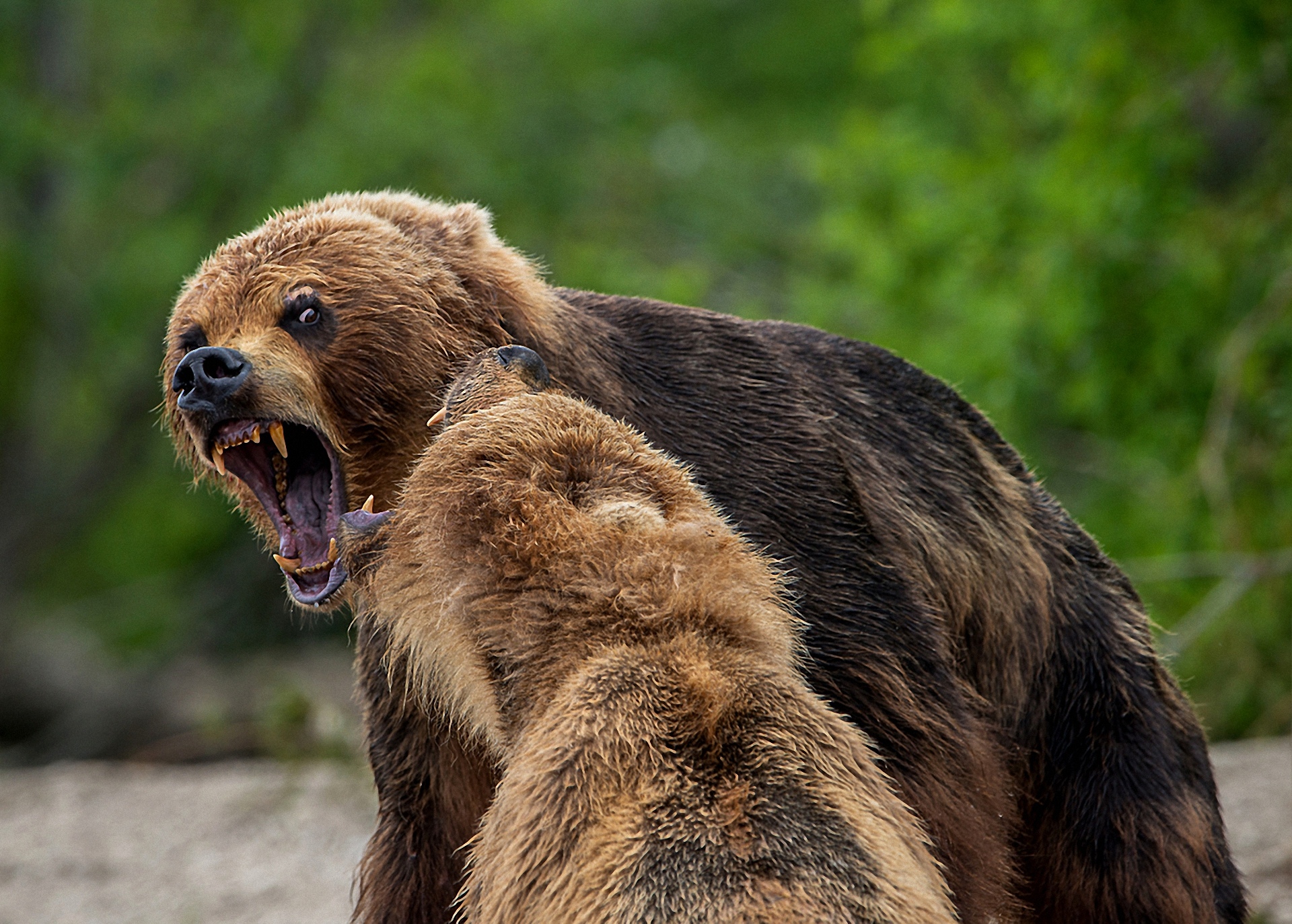 Покажи мишку. Медведь Гризли злой. Медведь Гризли злой бешеный. Агрессивный медведь.