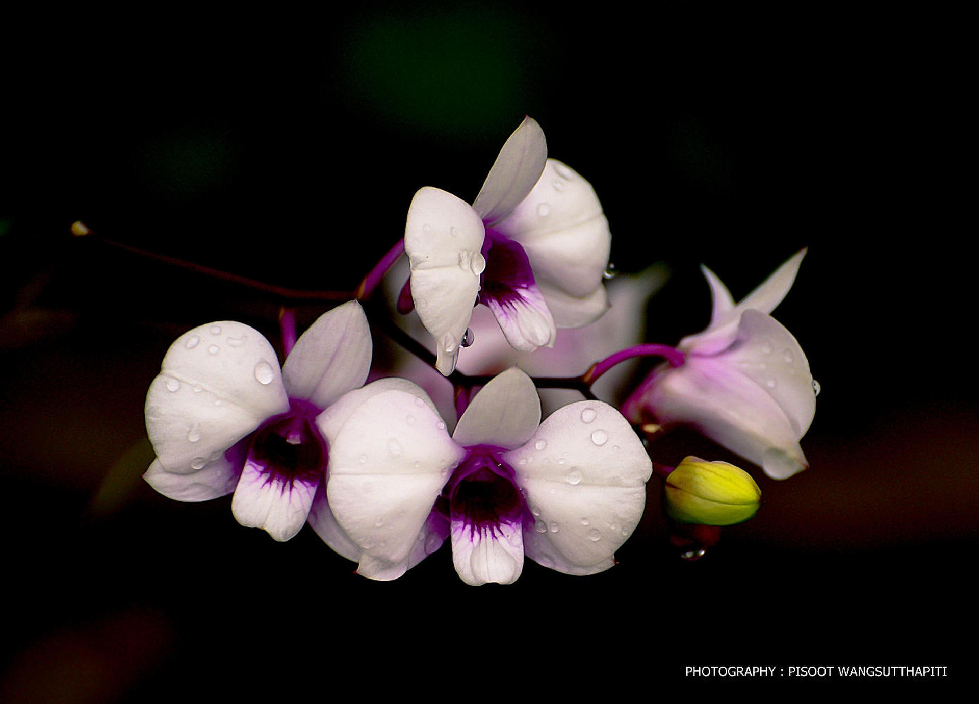 Обои цветы, капли, лепестки, черный фон, орхидеи, орхидею, pisoot wangsutthapiti, flowers, drops, petals, black background, orchids, orchid разрешение 1920x1380 Загрузить