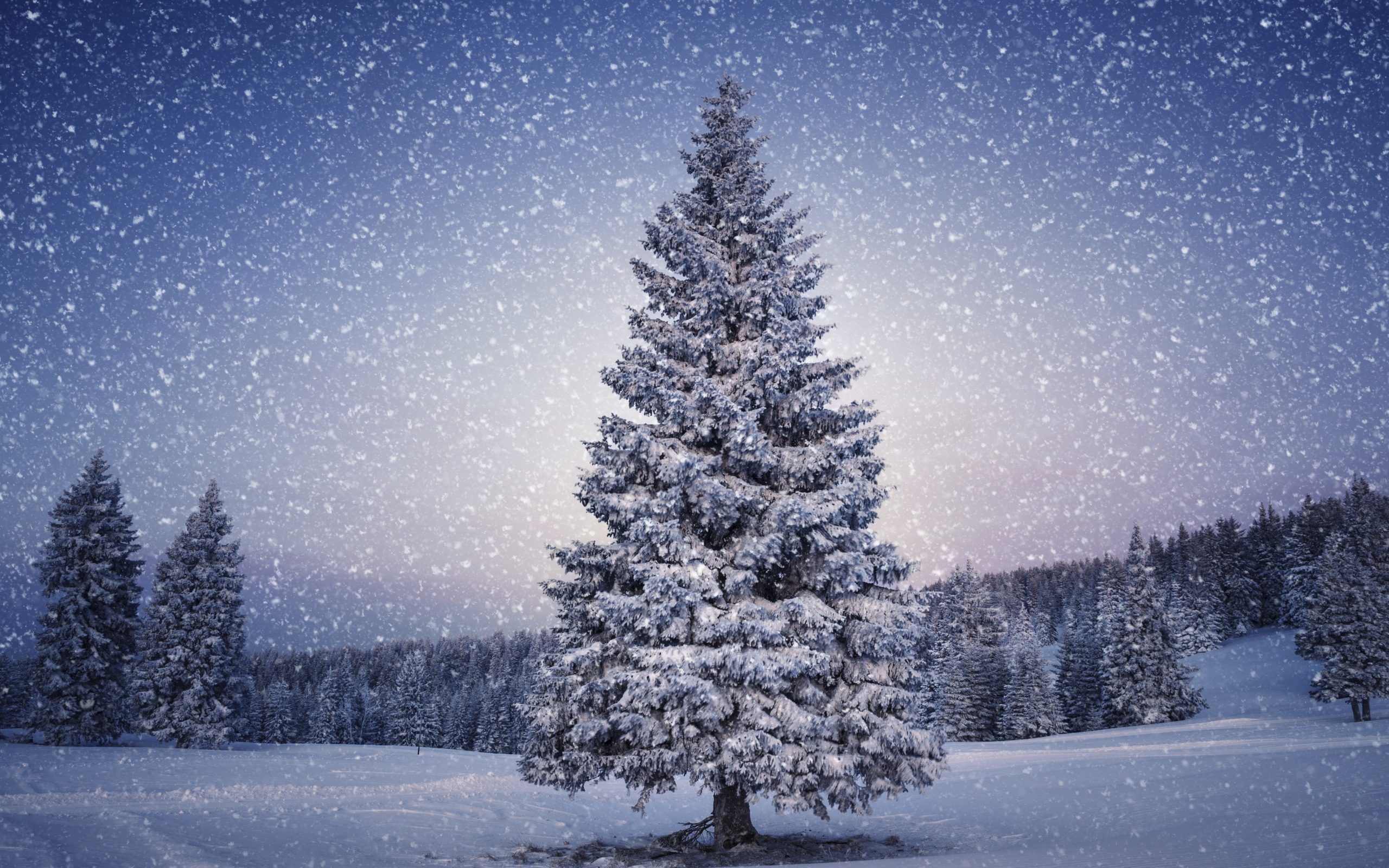 Обои деревья, снег, природа, лес, зима, ель, снегопад, trees, snow, nature, forest, winter, spruce, snowfall разрешение 2560x1600 Загрузить