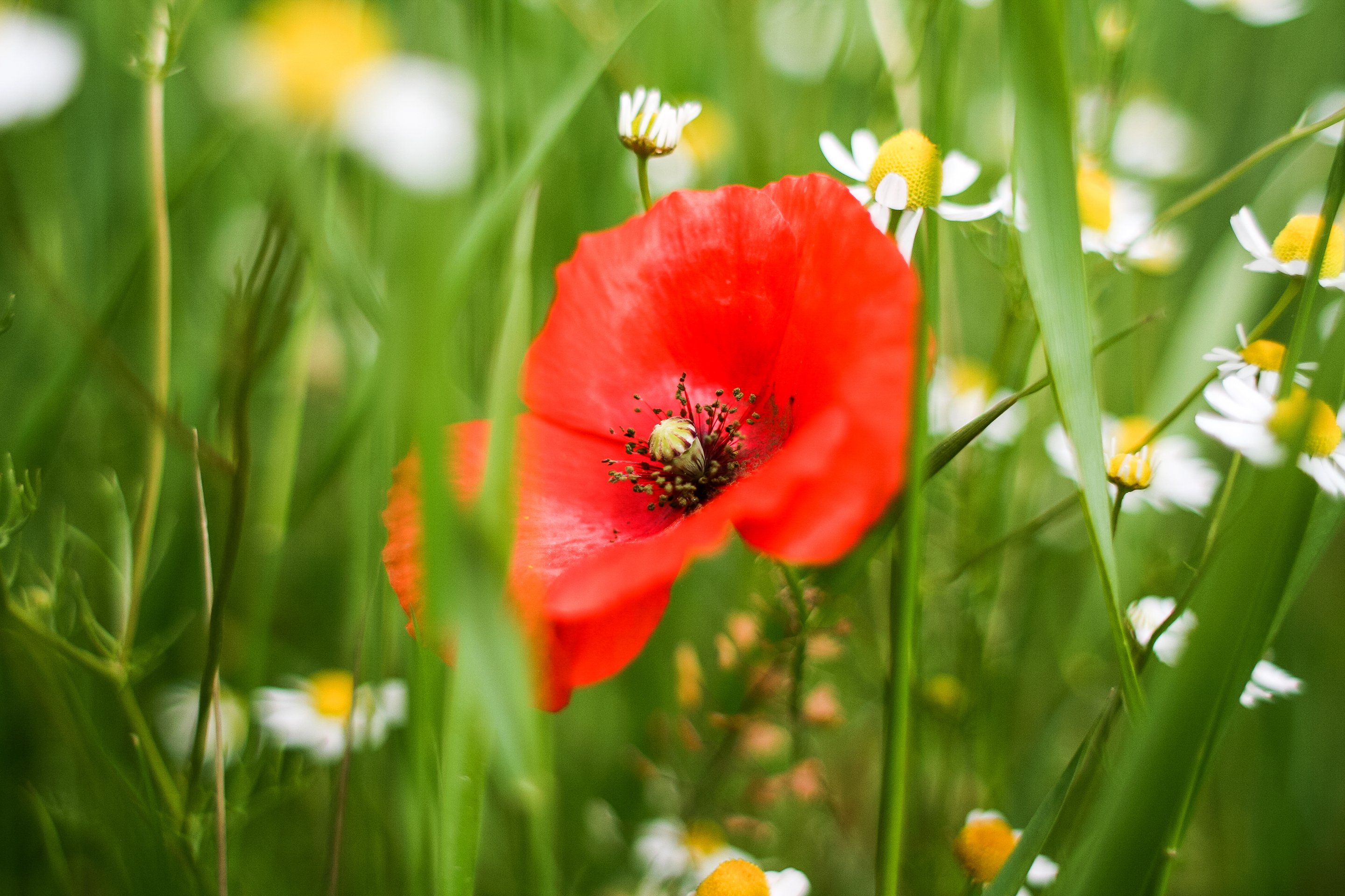 Обои цветы, трава, цветок, лепестки, красный, мак, ромашки, белые, flowers, grass, flower, petals, red, mac, chamomile, white разрешение 2880x1920 Загрузить