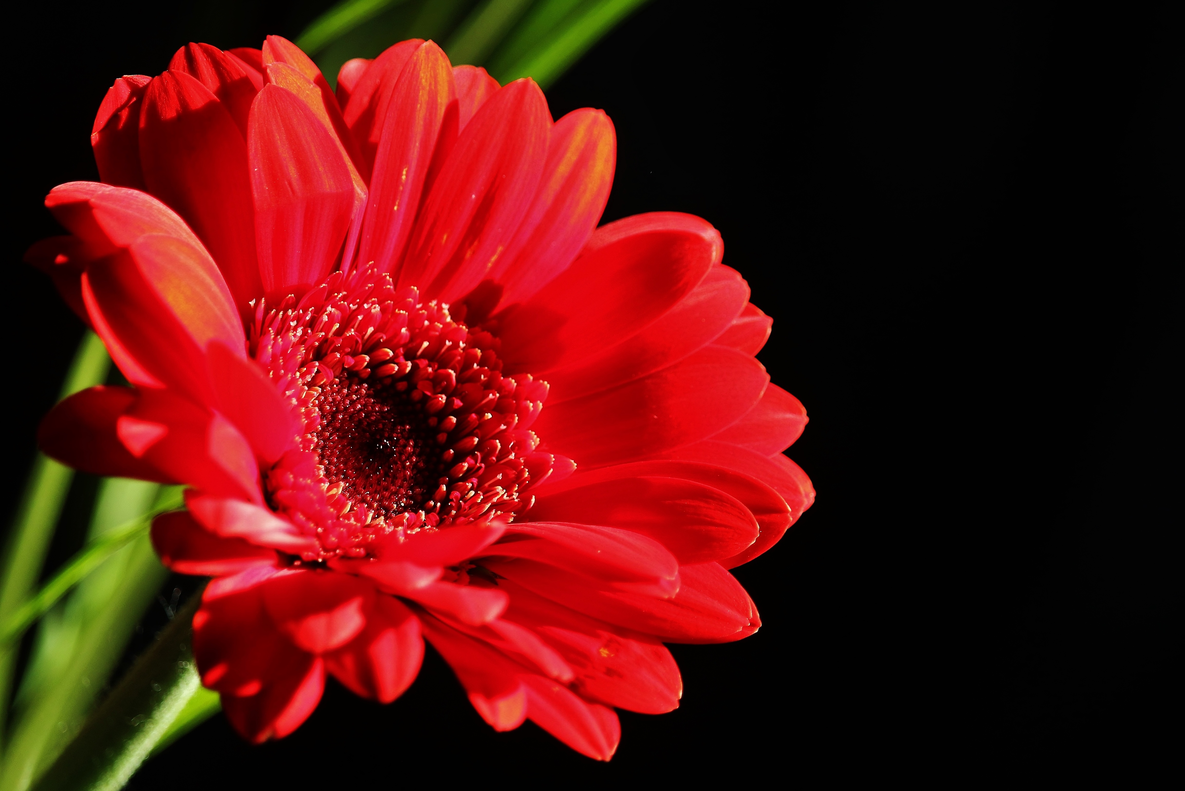 Обои цветок, лепестки, красная, черный фон, гербера, flower, petals, red, black background, gerbera разрешение 4612x3079 Загрузить
