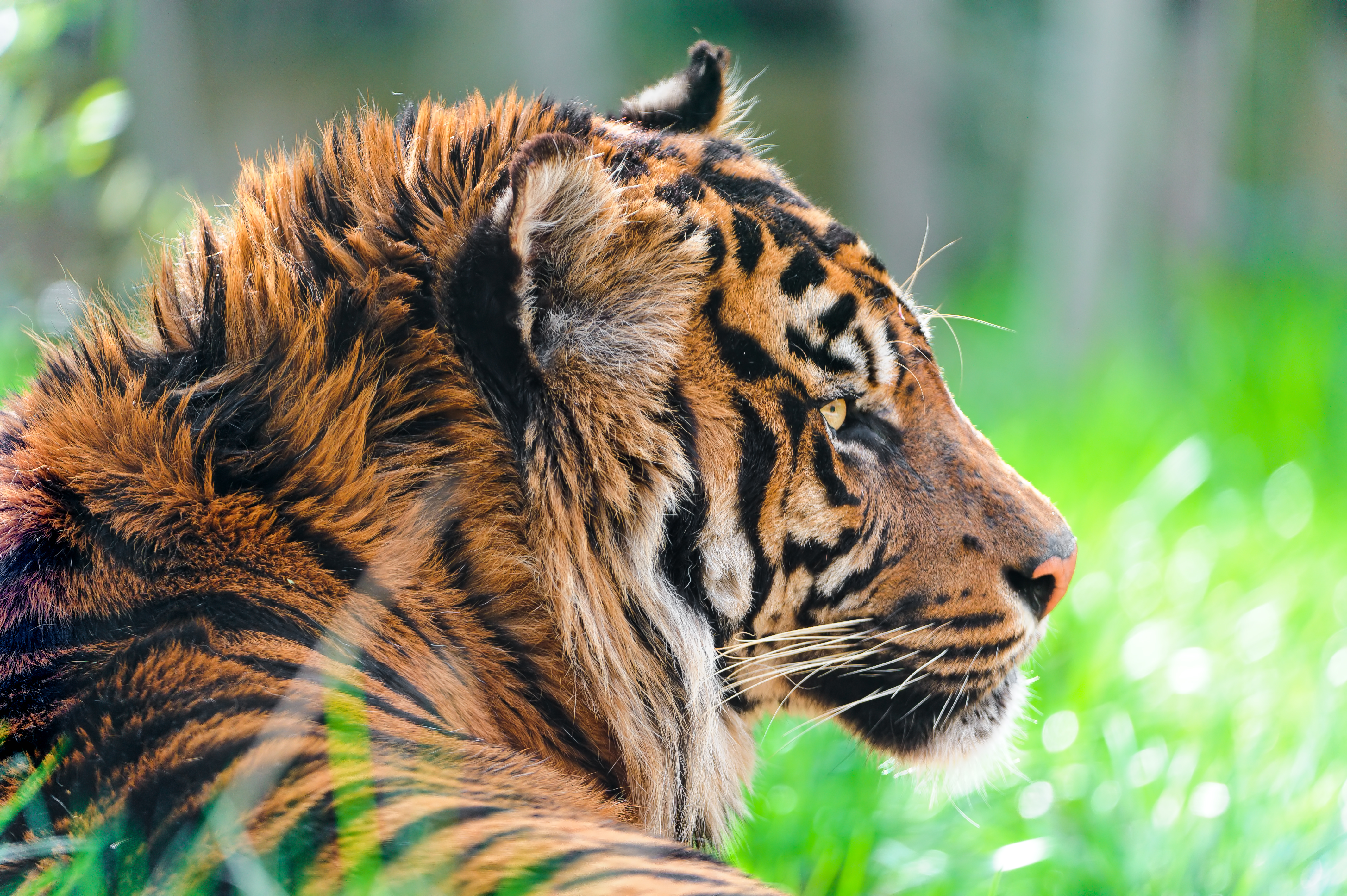 Animal pc. Суматранский тигр. Тигр обои. Фон для рабочего стола тигр. Тигр хищник.