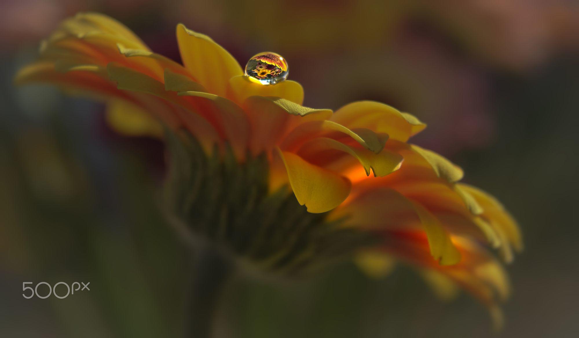 Обои макро, цветок, капля, лепестки, календула, aylin in the dropland, macro, flower, drop, petals, calendula разрешение 2000x1167 Загрузить