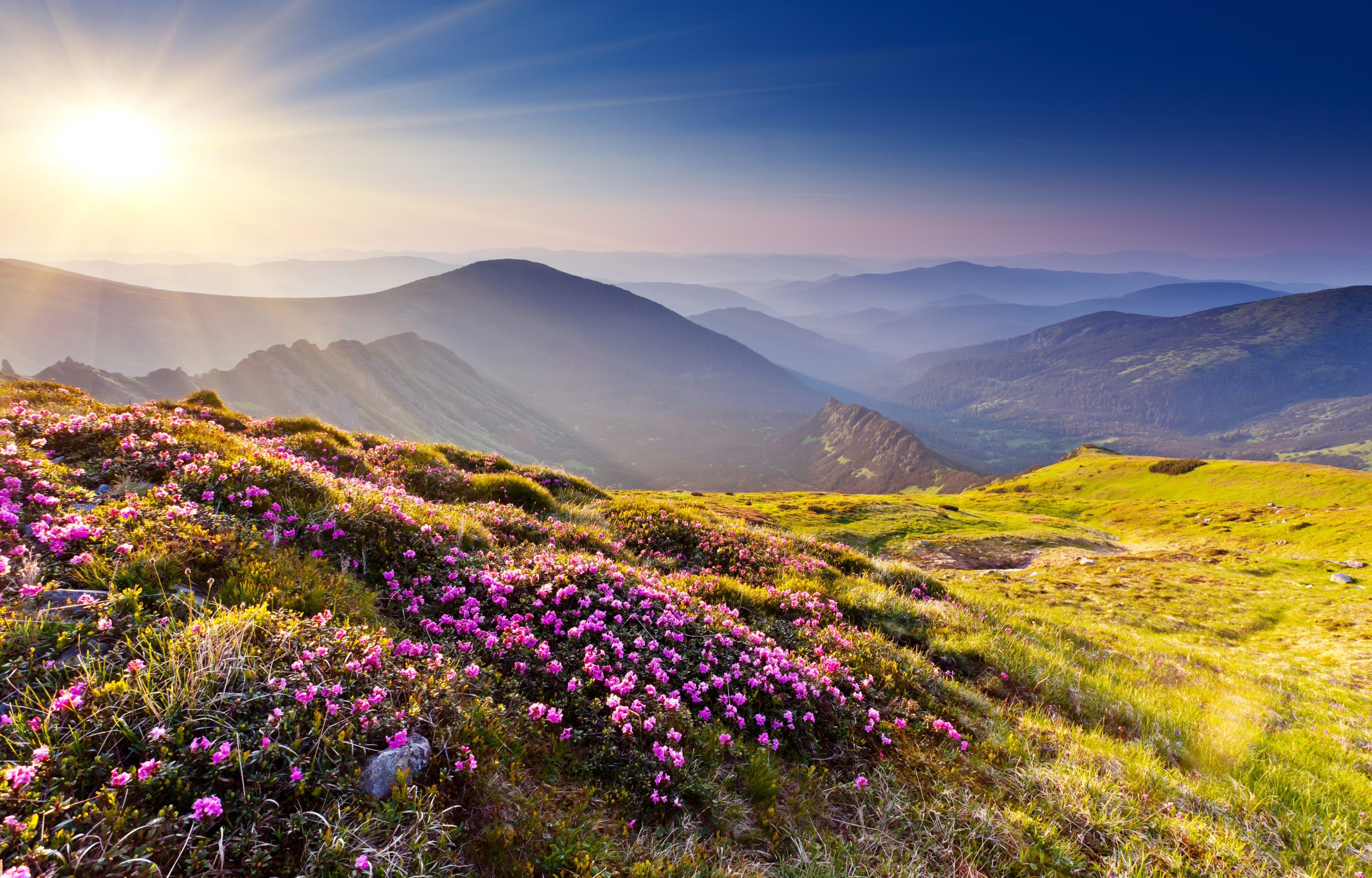 Холмы цветы. Горный Алтай Альпийские Луга. Альпийские Луга новая Зеландия. Цветы Алтая горы Вереск. Восход солнца горы Альпийские Луга.
