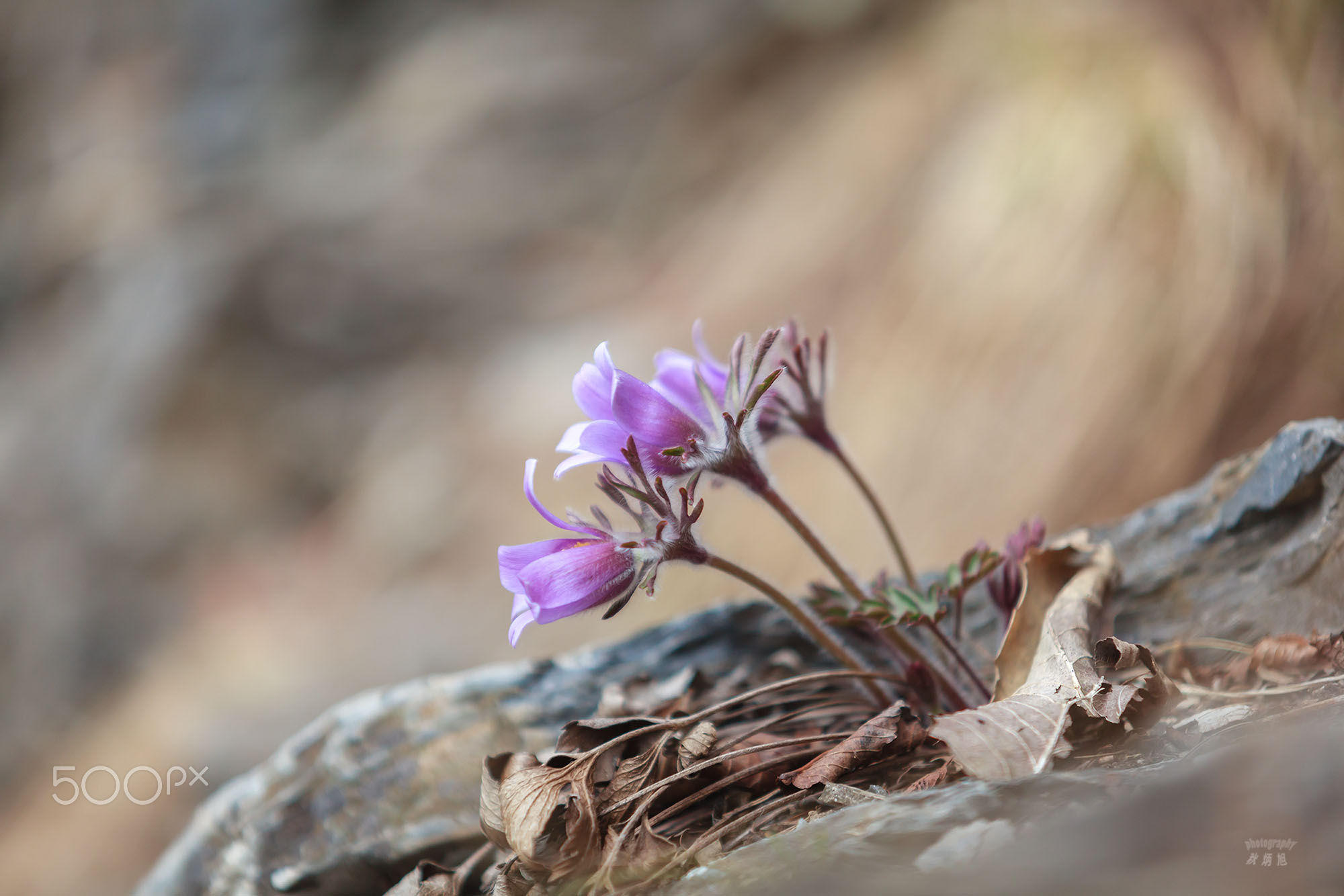 Обои цветы, весна, анемоны, сон-трава, прострел, chu byung ook, flowers, spring, anemones, sleep-grass, cross разрешение 2000x1334 Загрузить