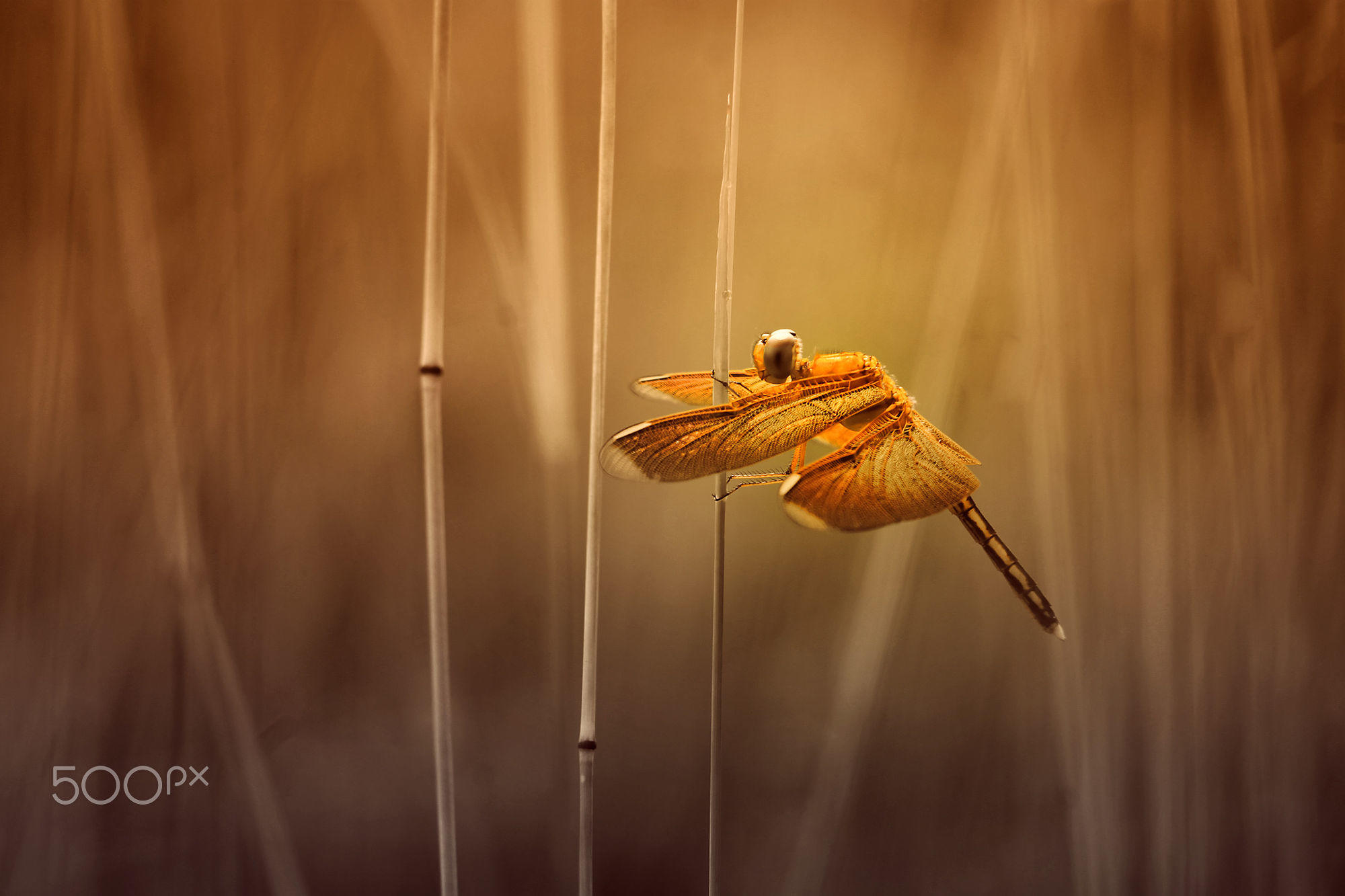 Обои трава, насекомое, крылья, размытость, стрекоза, стебли, alfian ismail, grass, insect, wings, blur, dragonfly, stems разрешение 2000x1333 Загрузить